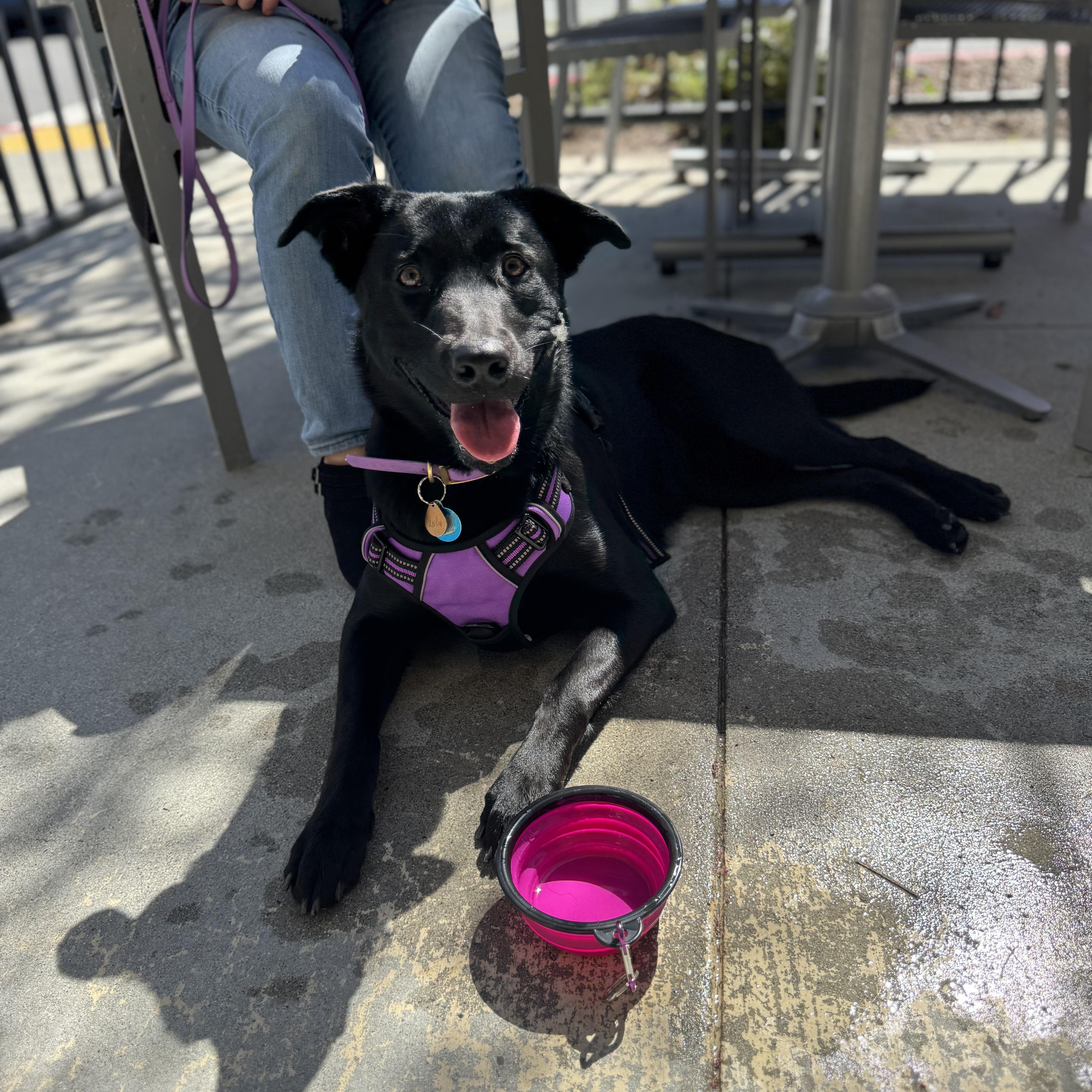 Enlarge Lulu, a ADOPTABLE mixed breed in San Francisco, CA image 3/3