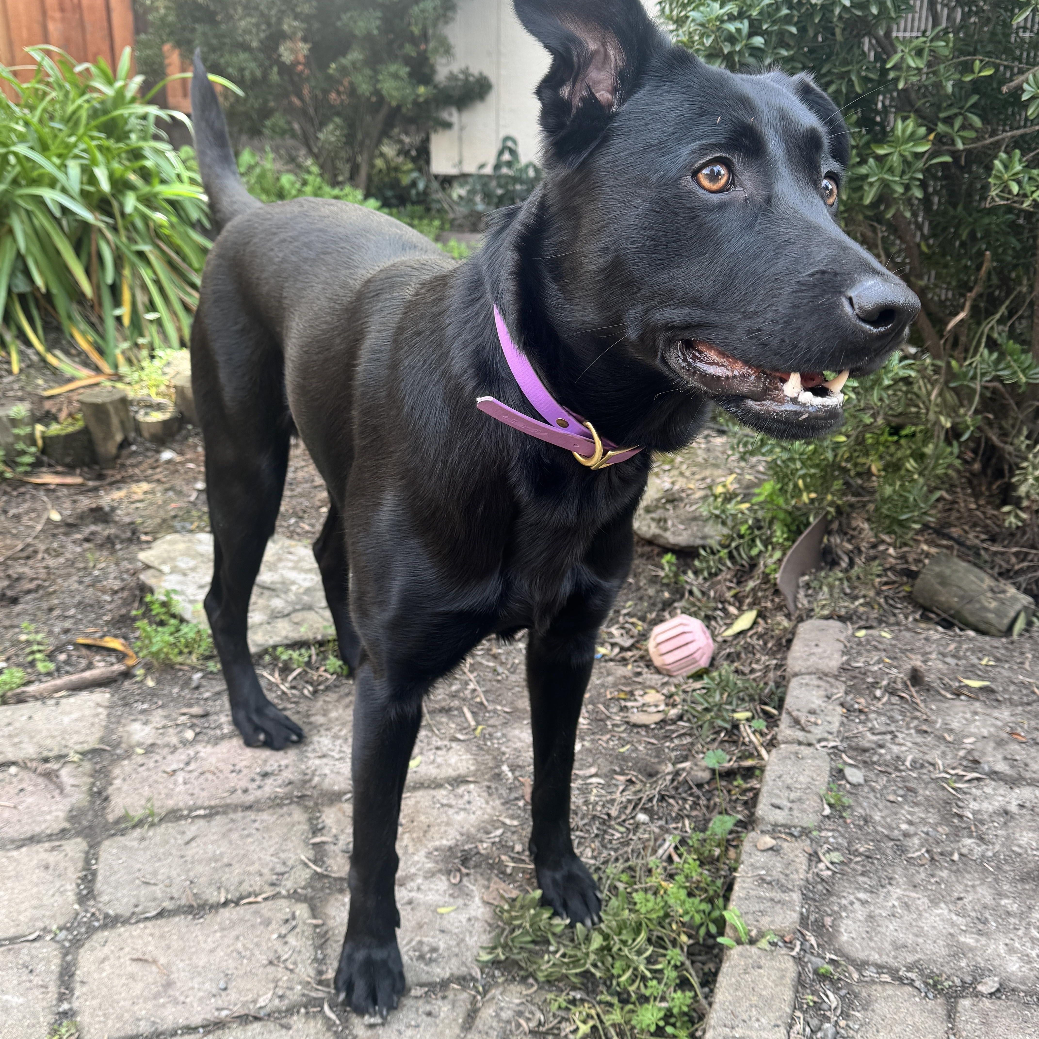 Enlarge Lulu, a ADOPTABLE mixed breed in San Francisco, CA image 2/3