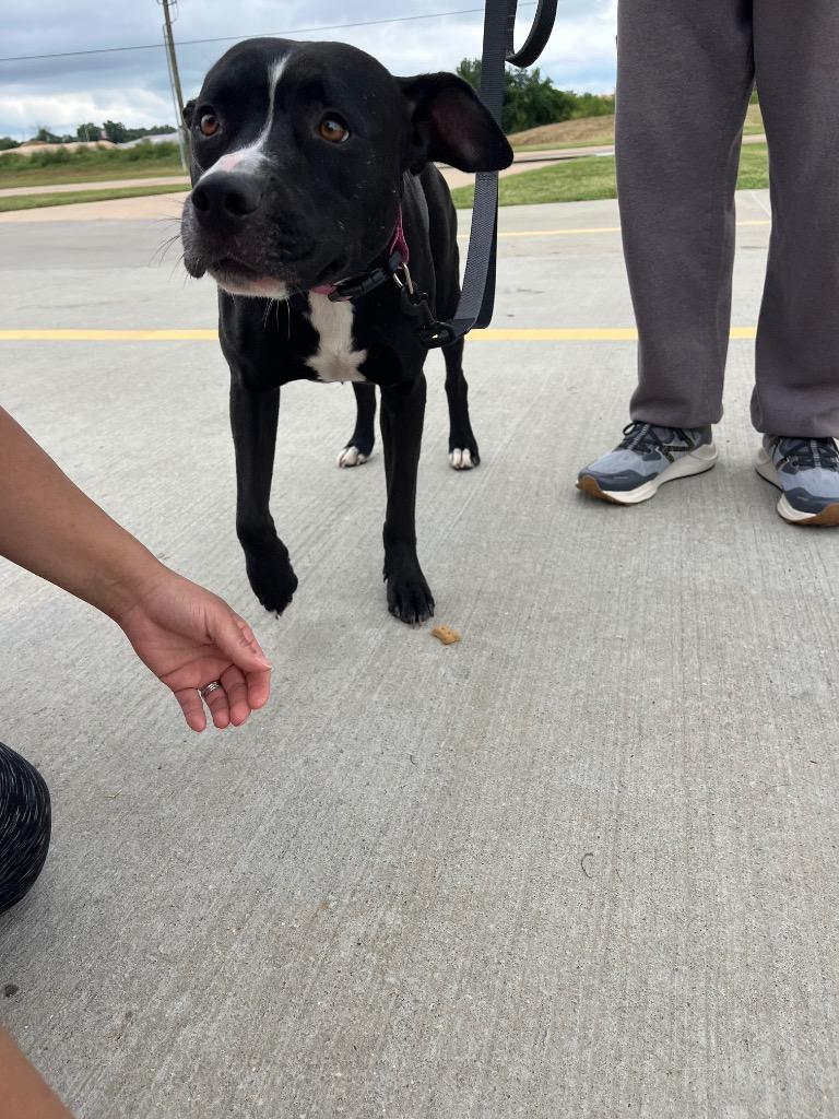 Rocky, Adoptable, Adult Male Mixed Breed.