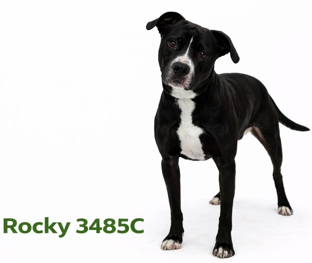 Enlarge Rocky, a Adoptable Mixed Breed in Bossier City, LA image 2/6