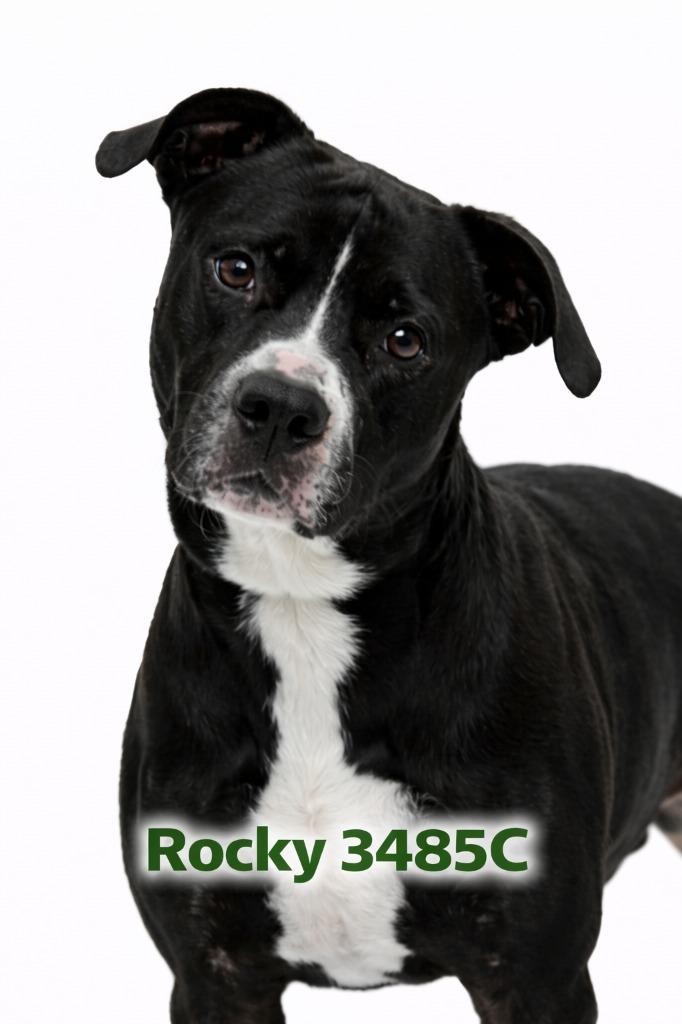 Enlarge Rocky, a Adoptable Mixed Breed in Bossier City, LA image 3/6
