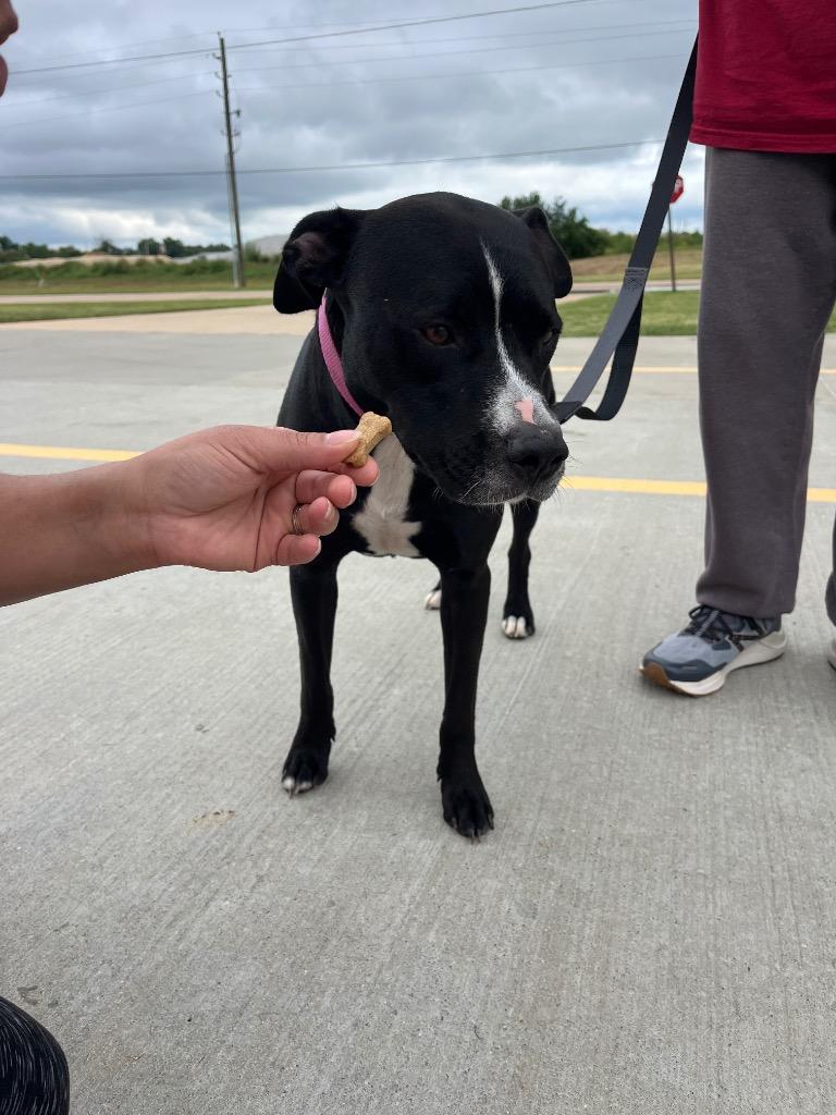 Enlarge Rocky, a Adoptable Mixed Breed in Bossier City, LA image 4/6