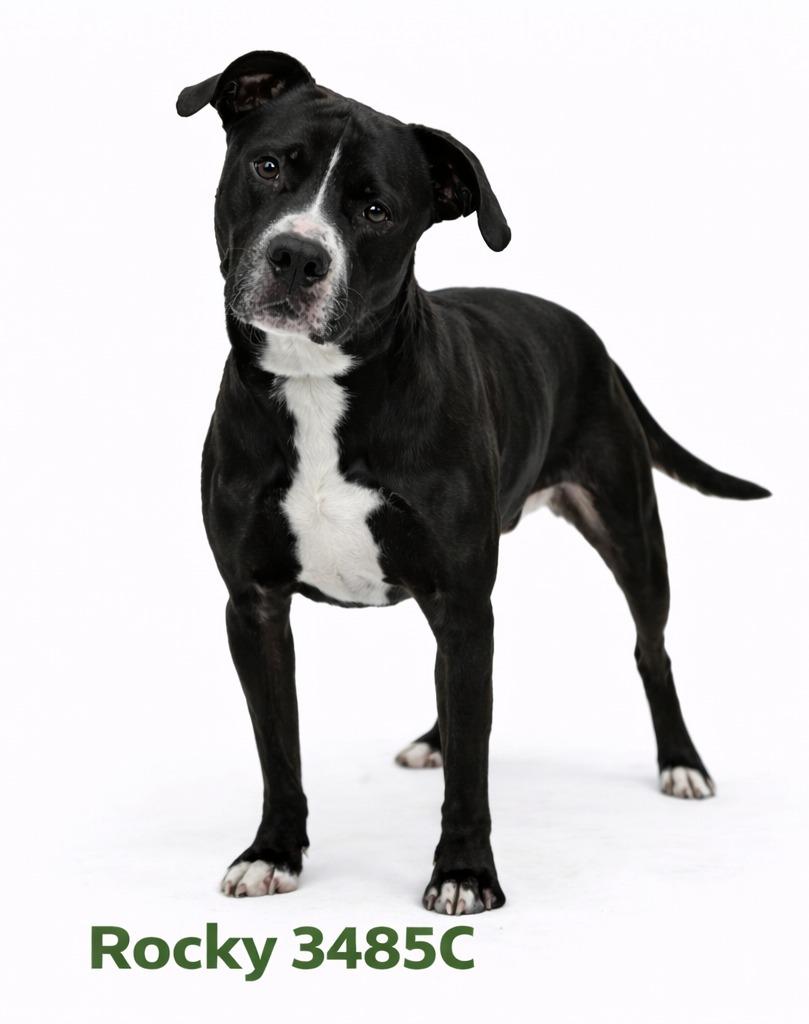 Enlarge Rocky, a Adoptable Mixed Breed in Bossier City, LA image 4/6
