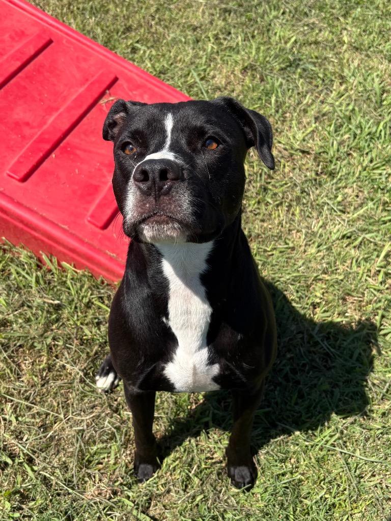 Enlarge Rocky, a Adoptable Mixed Breed in Bossier City, LA image 5/6