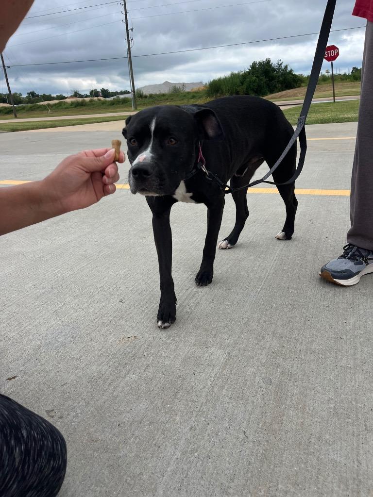 Enlarge Rocky, a Adoptable Mixed Breed in Bossier City, LA image 6/6