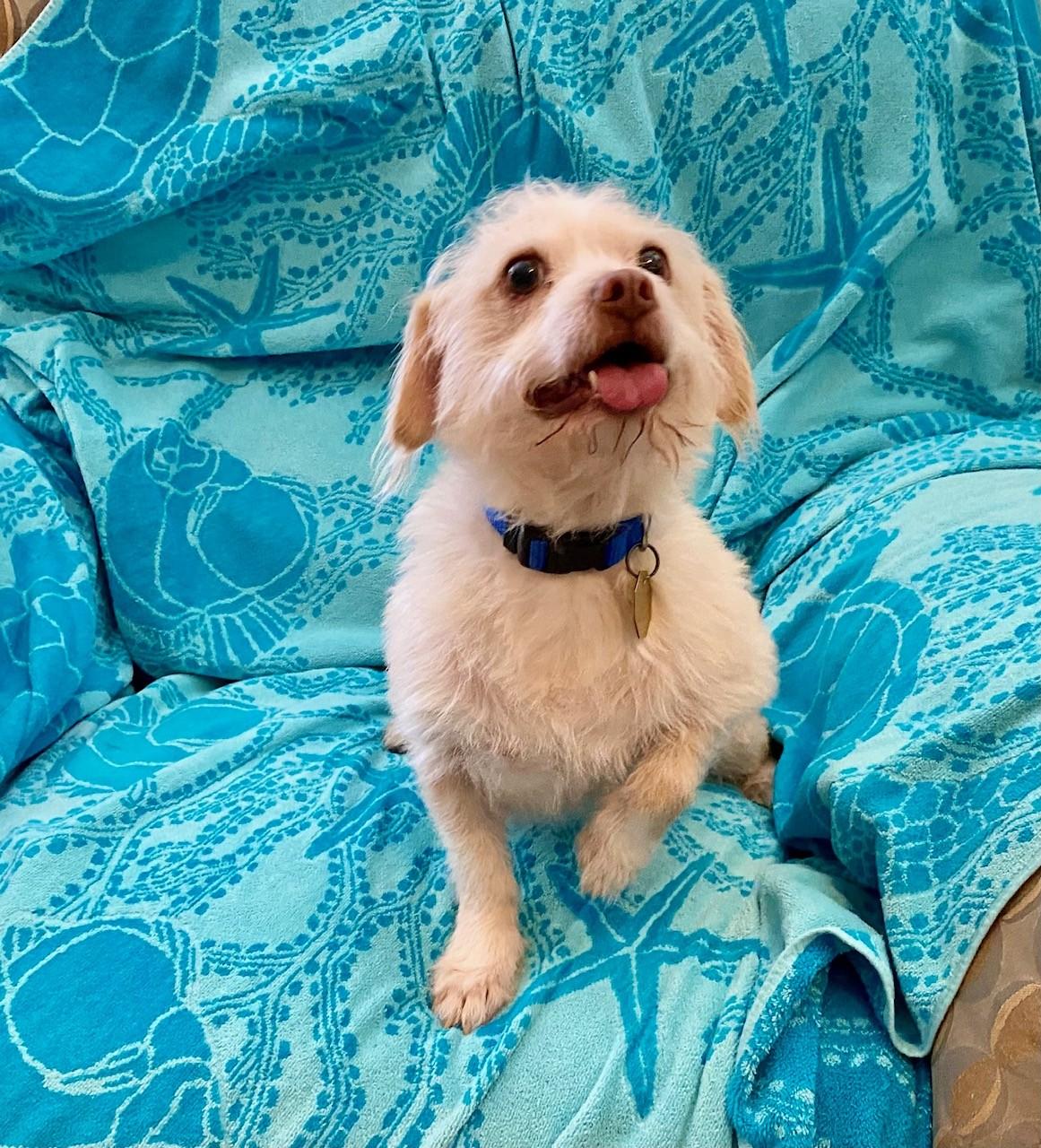Enlarge Casper, a Adoptable mixed breed in Bellevue, WA image 4/6