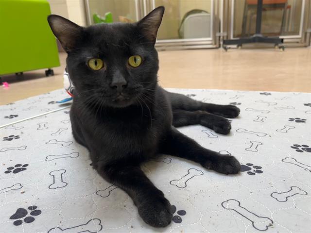 Enlarge SLIM SHADY, a Adoptable Domestic Short Hair in Toronto, ON image 1/1