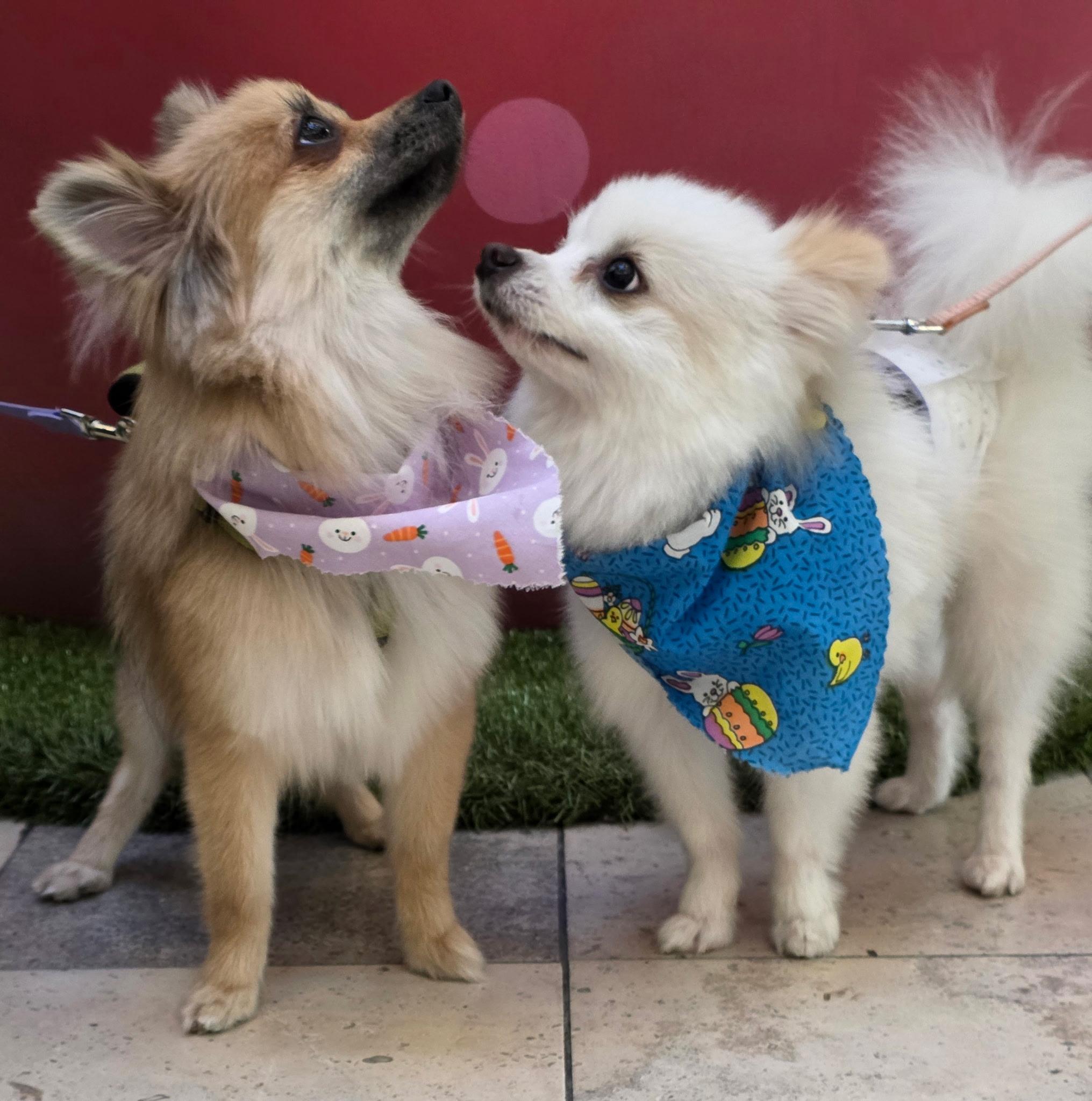 Enlarge MAX and NALA (BONDED SIBLINGS), an adopted Pomeranian in Staten Island, NY image 4/6