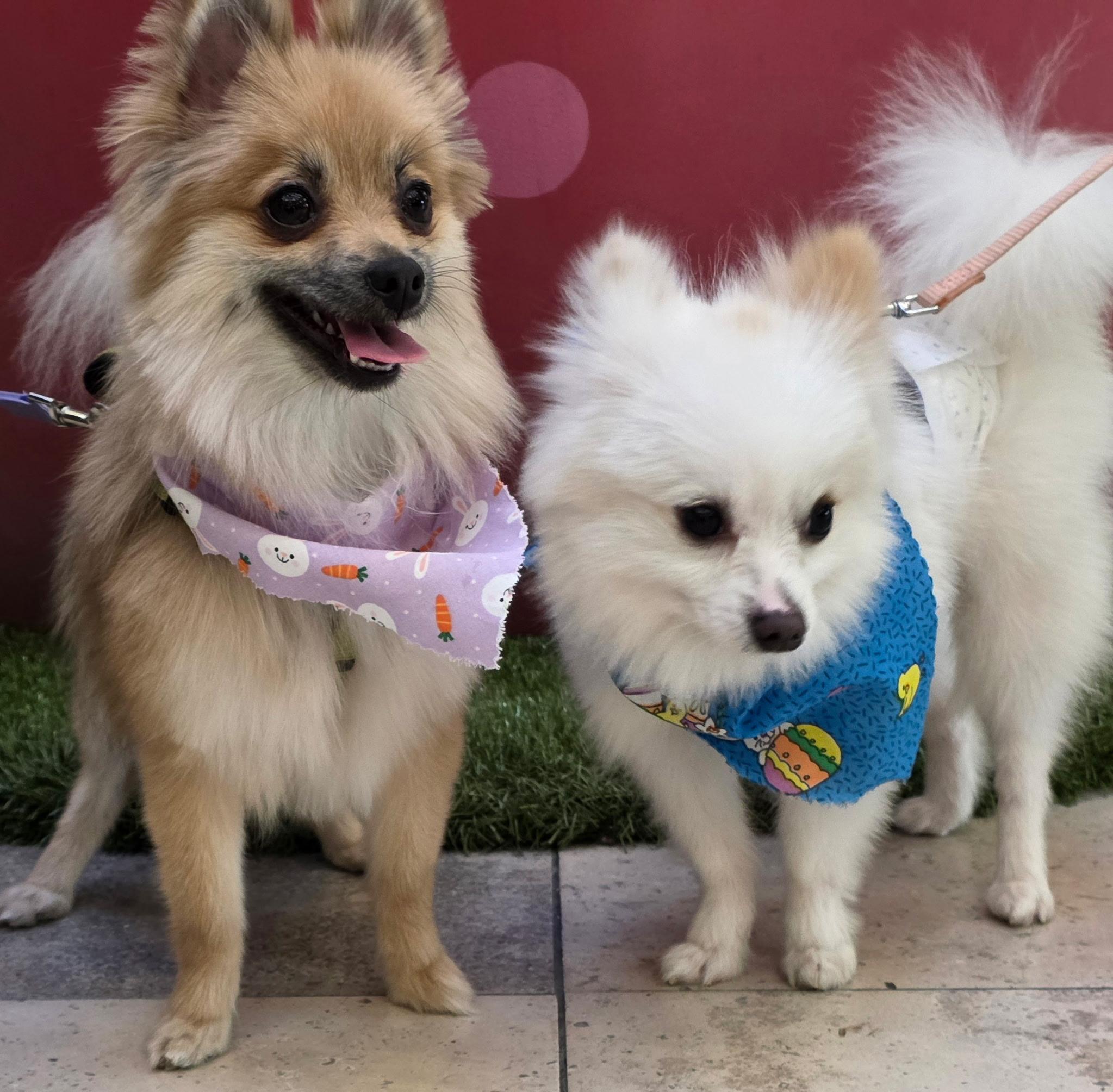 Enlarge MAX and NALA (BONDED SIBLINGS), an adopted Pomeranian in Staten Island, NY image 5/6