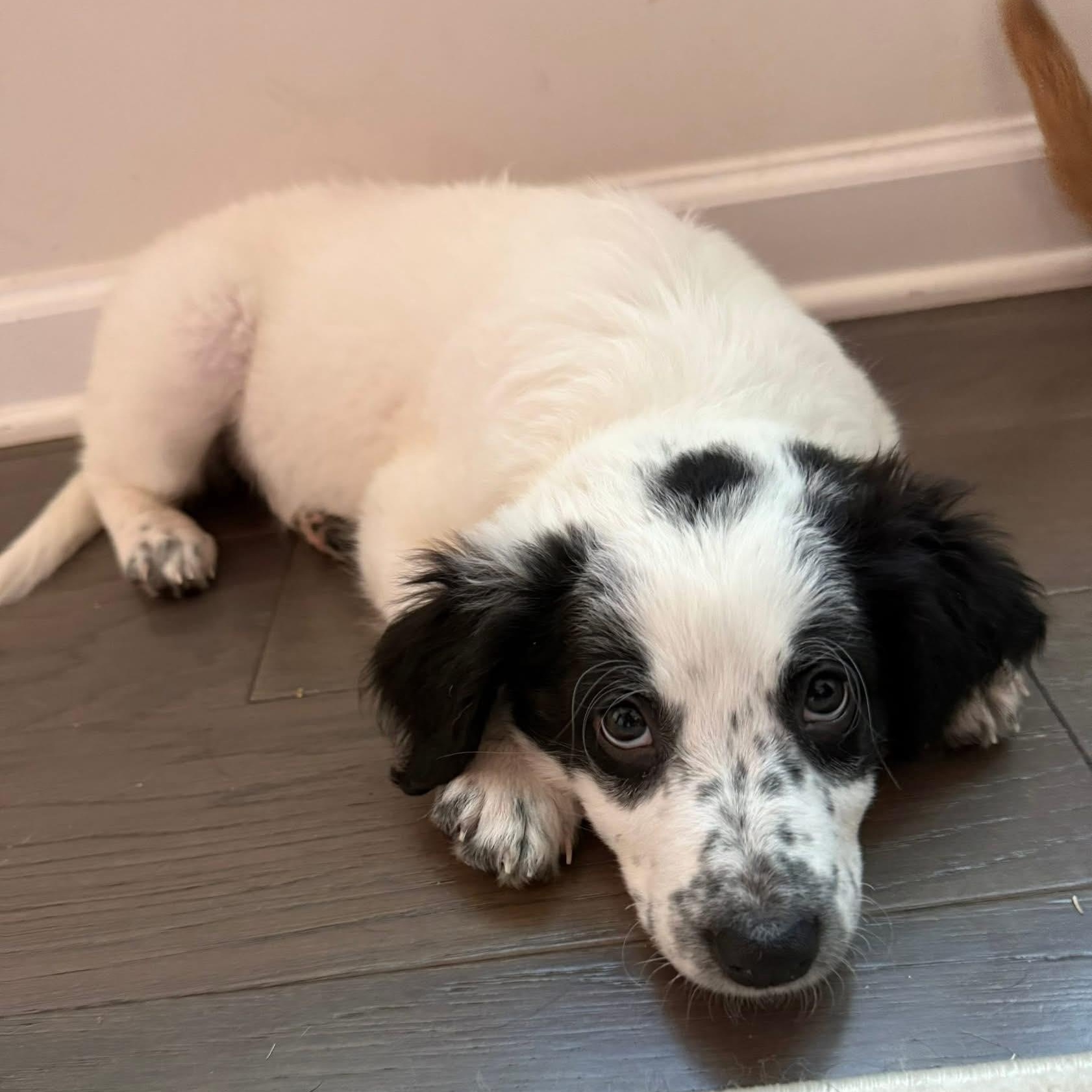 Luna Belle , adopted, Puppy Female Australian Cattle Dog / Blue Heeler & Poodle.