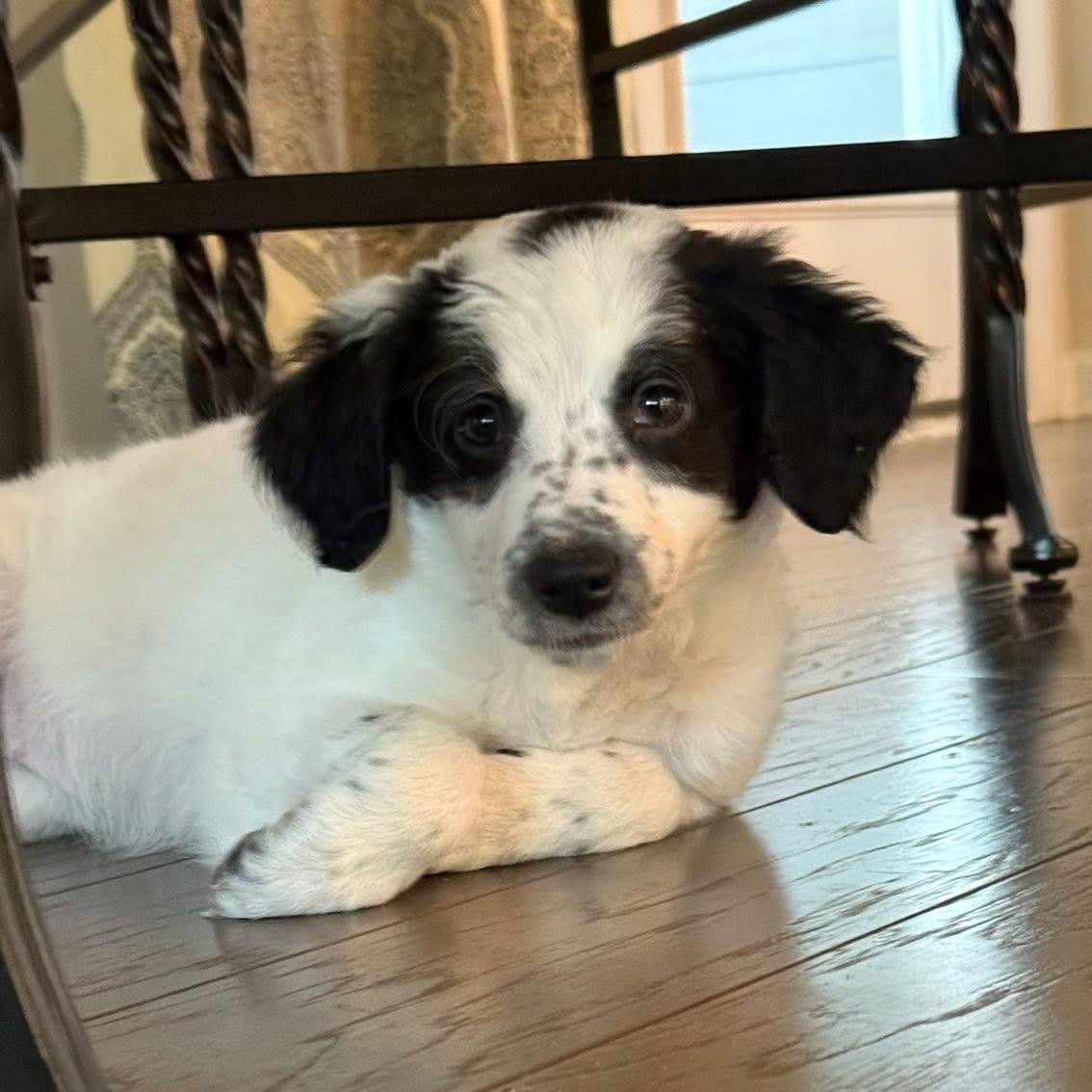 Luna Belle , ADOPTABLE, Puppy Female Australian Cattle Dog / Blue Heeler & Poodle.