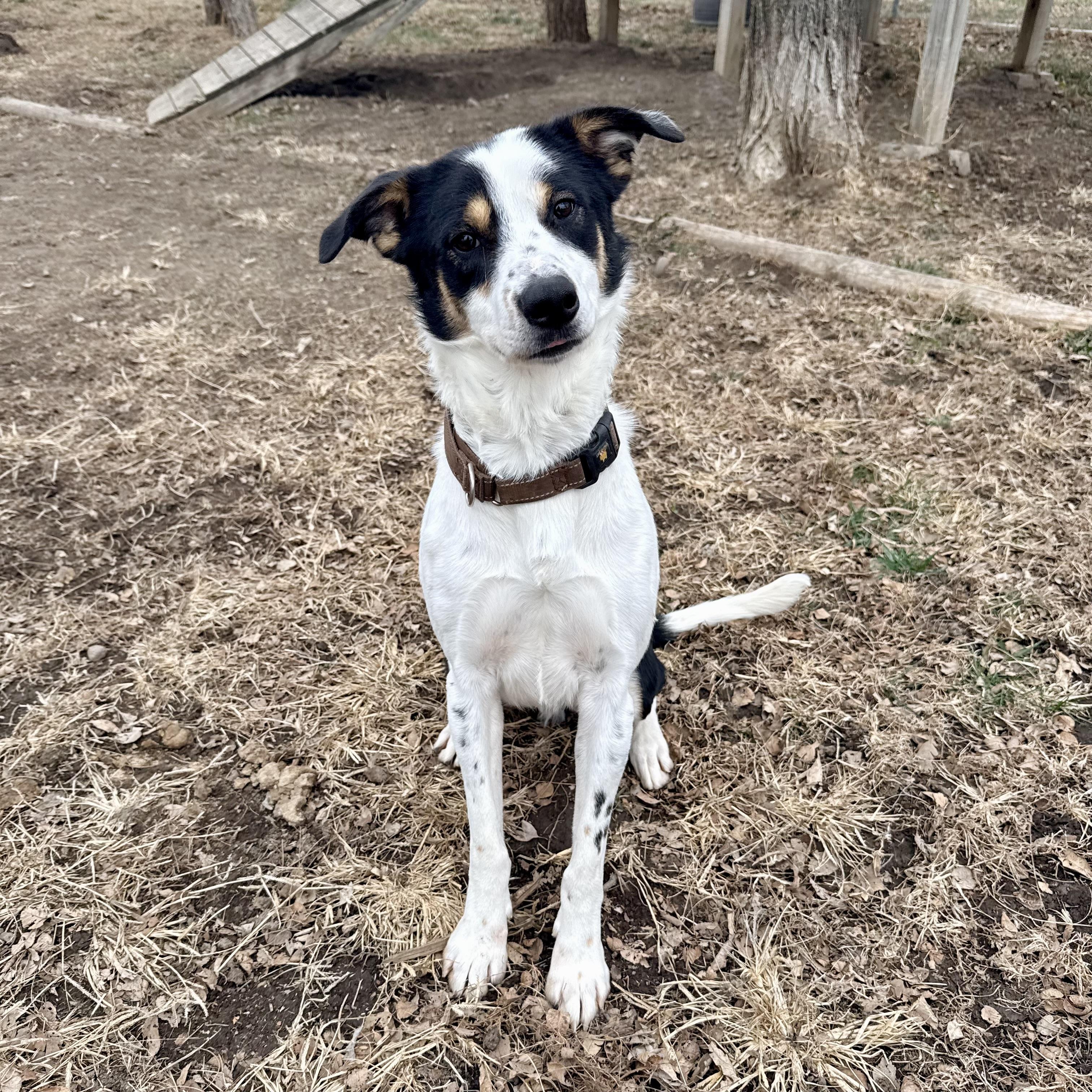 Ray, a Adoptable mixed breed in Albany, MO image 1/6