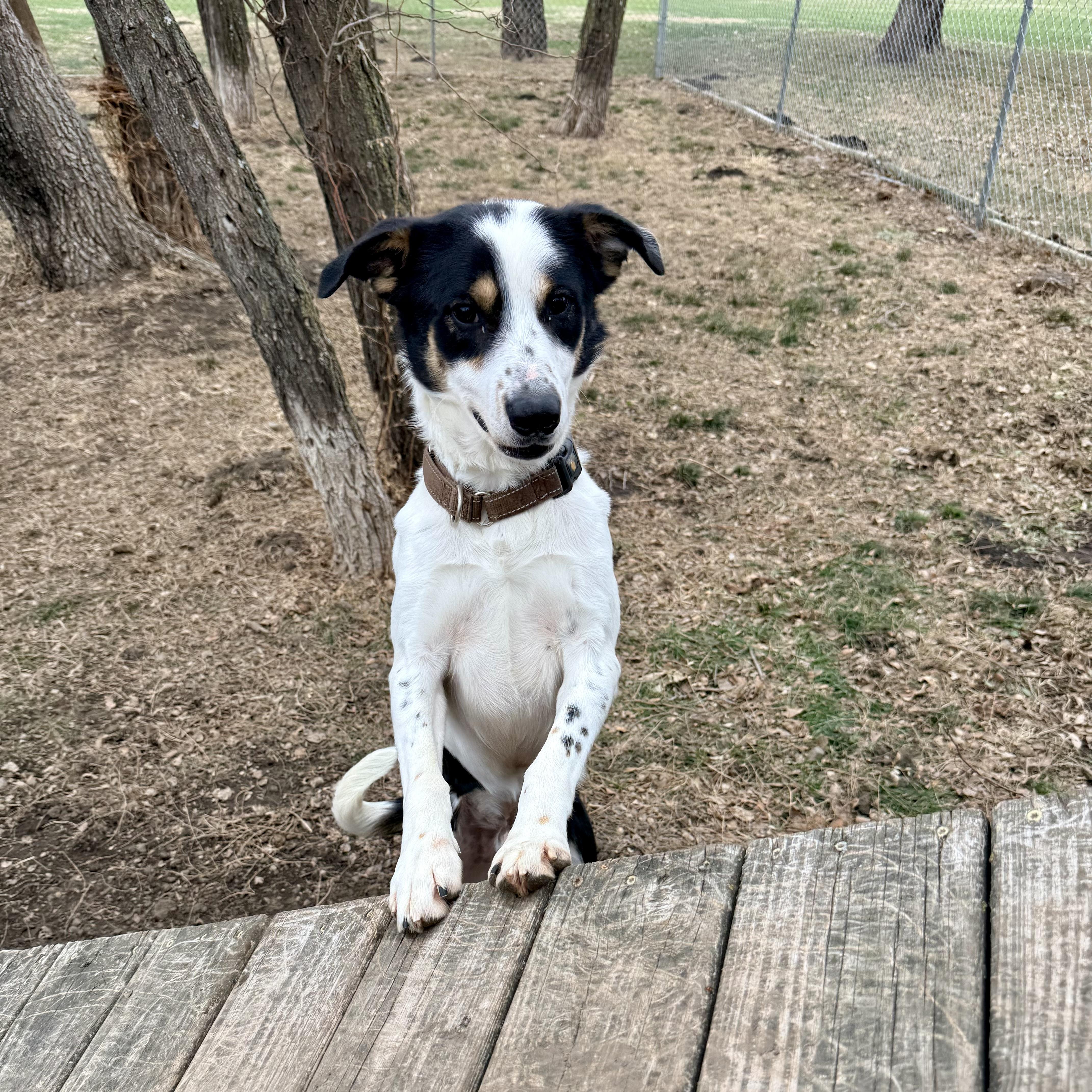 Ray, a Adoptable mixed breed in Albany, MO image 2/6