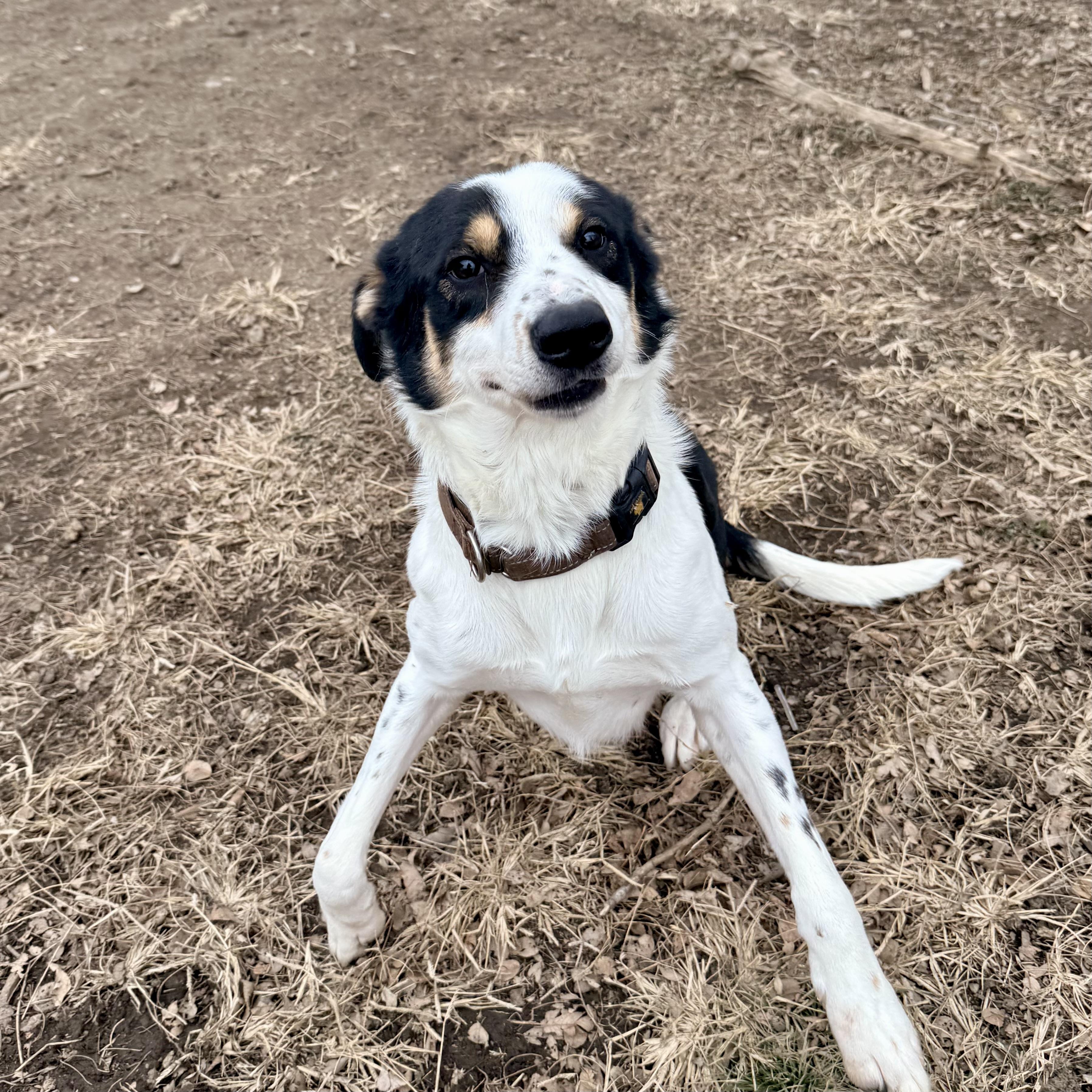 Ray, a Adoptable mixed breed in Albany, MO image 3/6