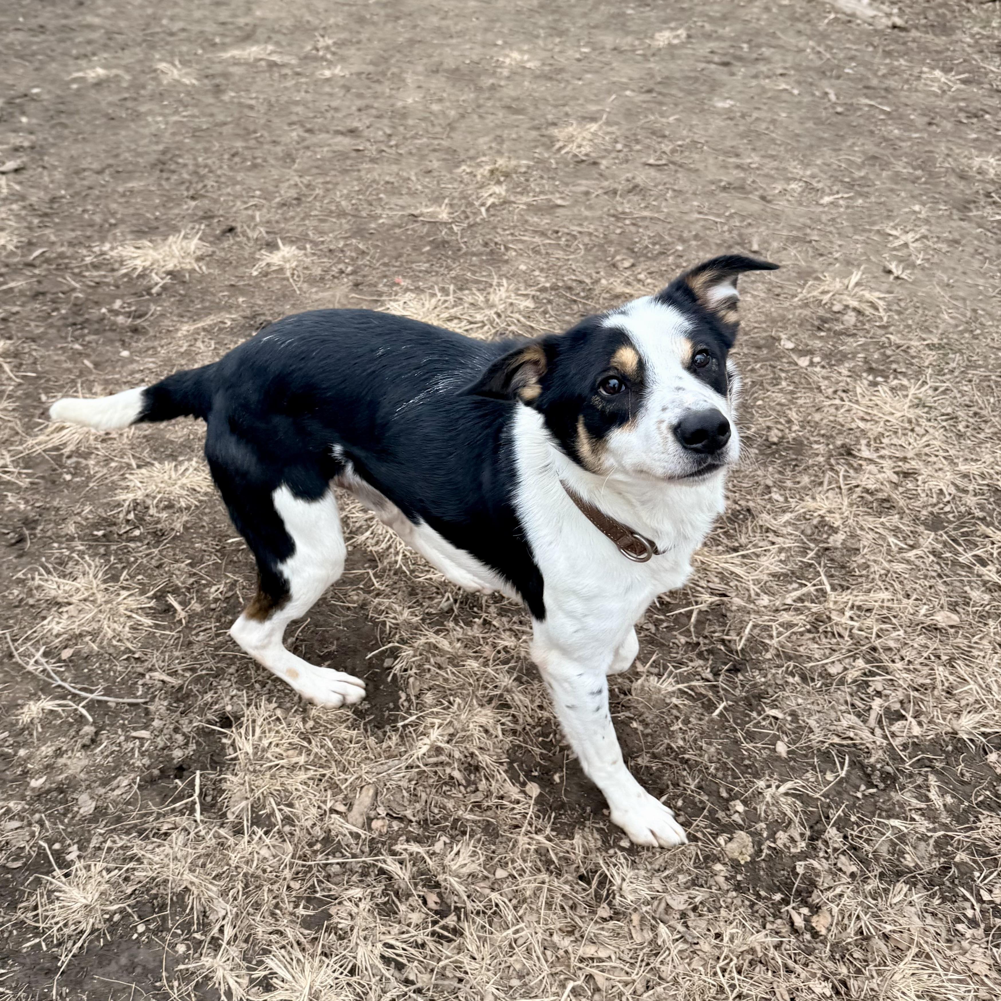 Ray, a Adoptable mixed breed in Albany, MO image 4/6