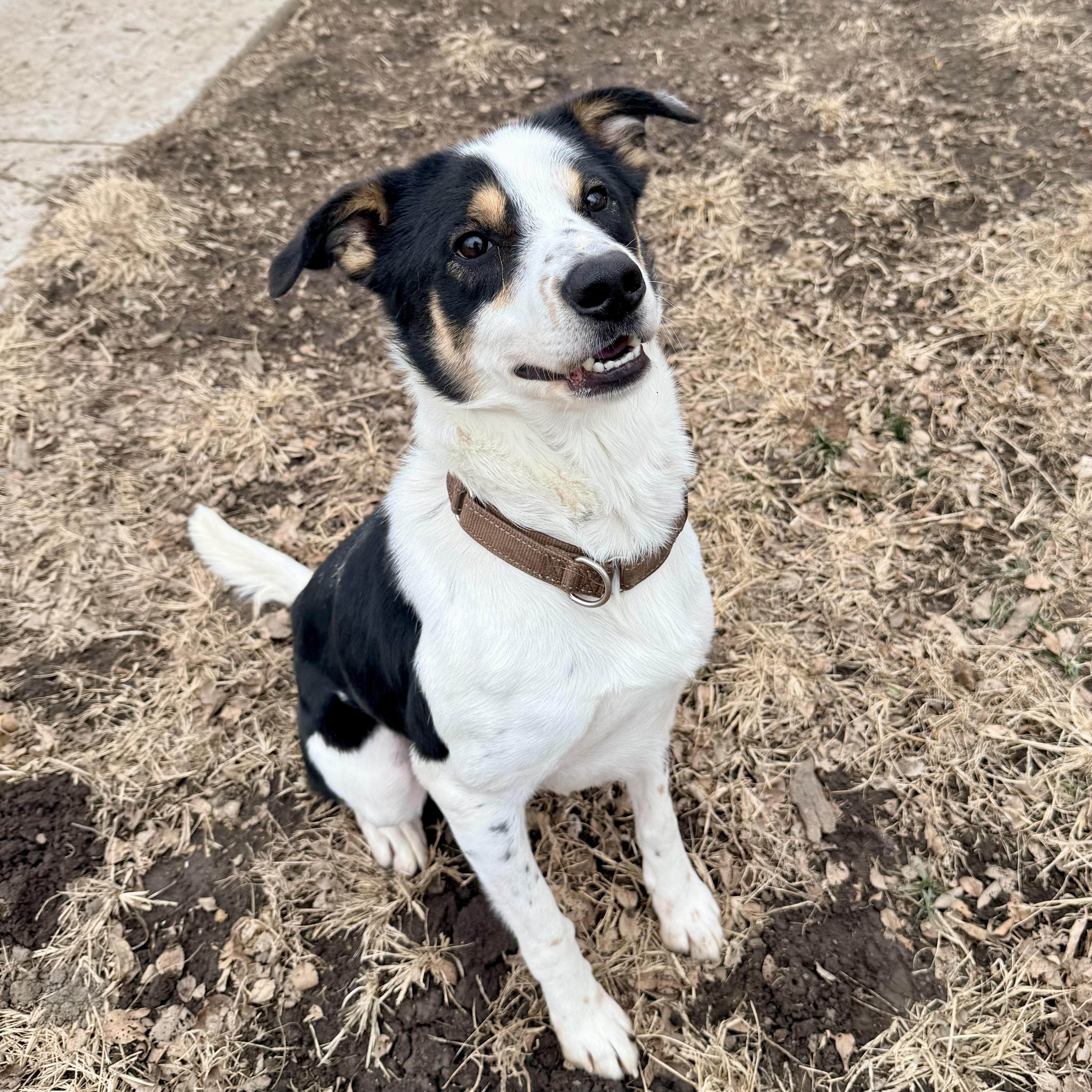 Ray, a Adoptable mixed breed in Albany, MO image 5/6