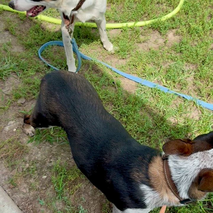 Enlarge Ray, a Adoptable mixed breed in Albany, MO video 6/6