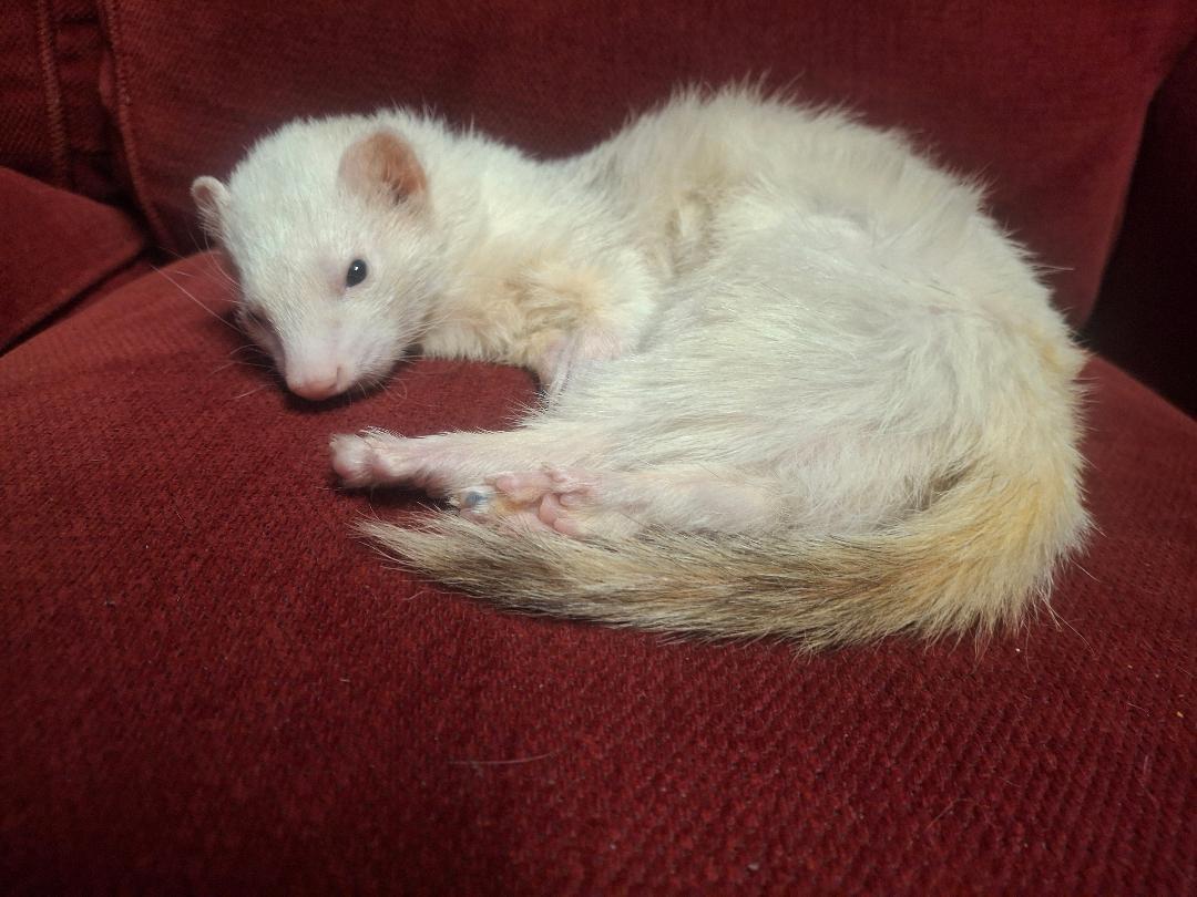 Enlarge Branch, a Adoptable Ferret in Lake worth, FL image 1/1
