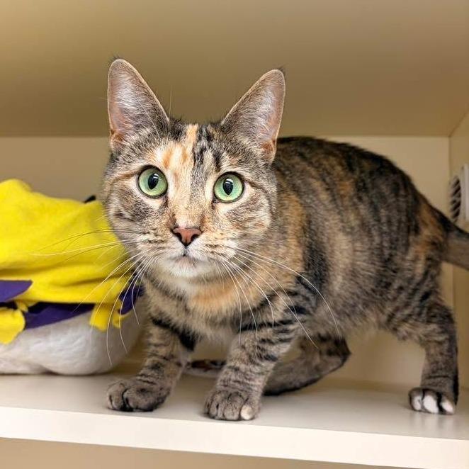 Enlarge Portia - In Foster to Adopt, a Adoptable Domestic Short Hair in Naperville, IL image 1/4