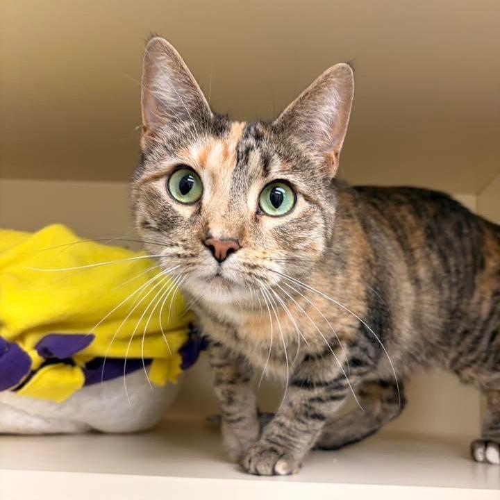 Enlarge Portia - In Foster to Adopt, a Adoptable Domestic Short Hair in Naperville, IL image 2/4