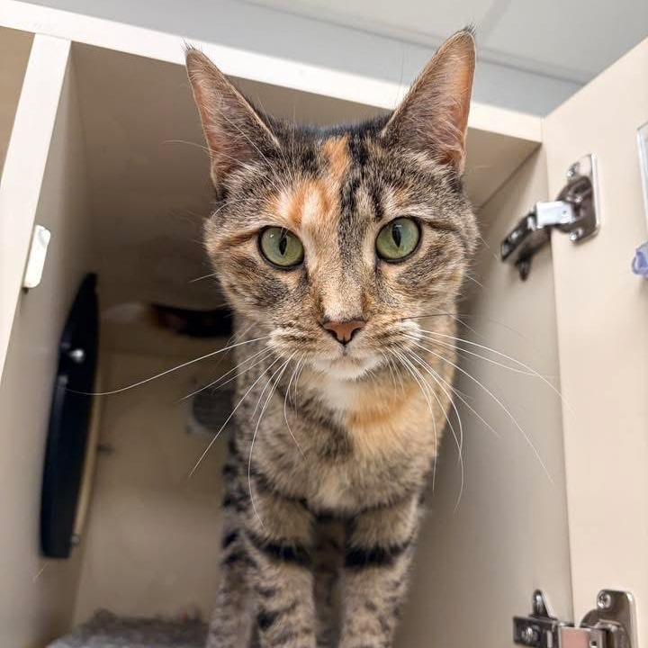 Enlarge Portia - In Foster to Adopt, a Adoptable Domestic Short Hair in Naperville, IL image 3/4