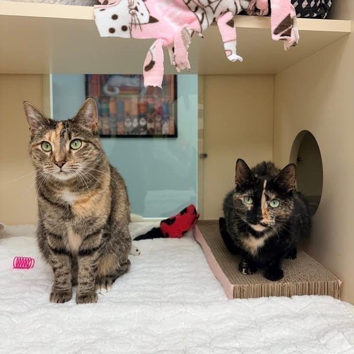 Enlarge Portia - In Foster to Adopt, a Adoptable Domestic Short Hair in Naperville, IL image 4/4