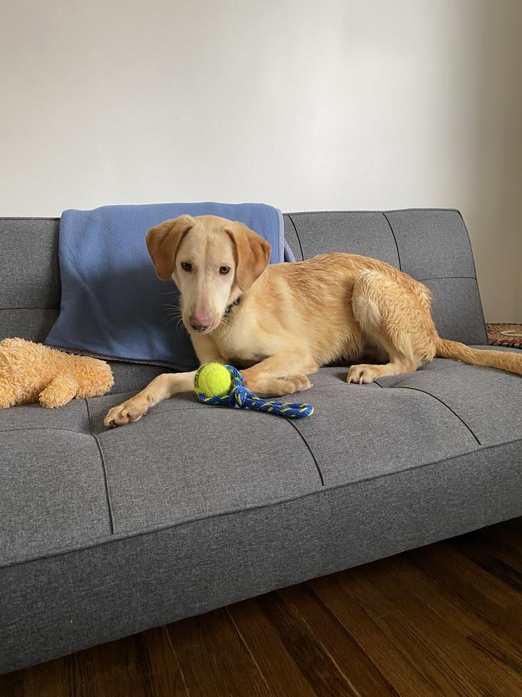 Antoskii / Sparky, Adoptable, Young Male Labrador Retriever.