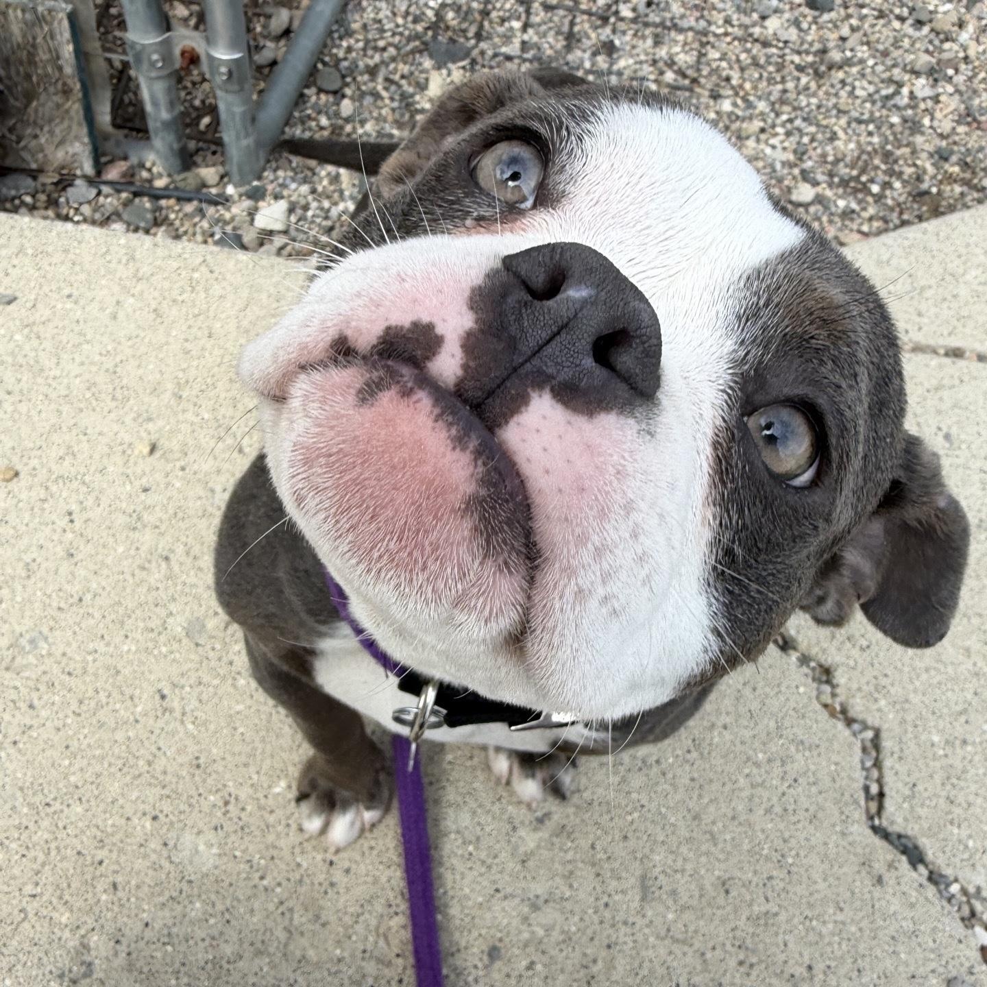 Enlarge Pebbles, an adopted mixed breed in Oxford, MI image 1/3