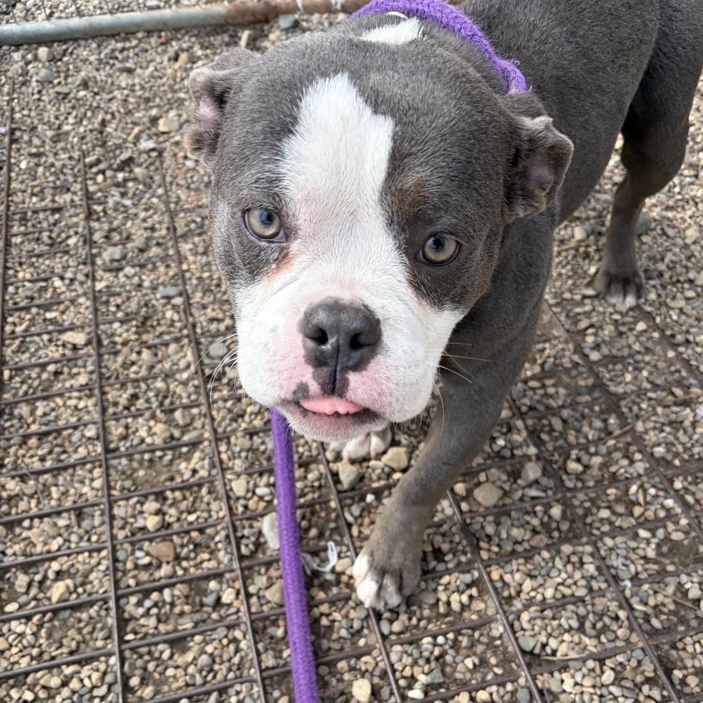 Enlarge Pebbles, an adopted mixed breed in Oxford, MI image 2/3