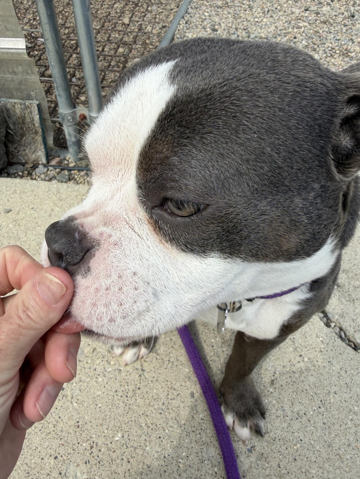 Enlarge Pebbles, an adopted mixed breed in Oxford, MI image 3/3