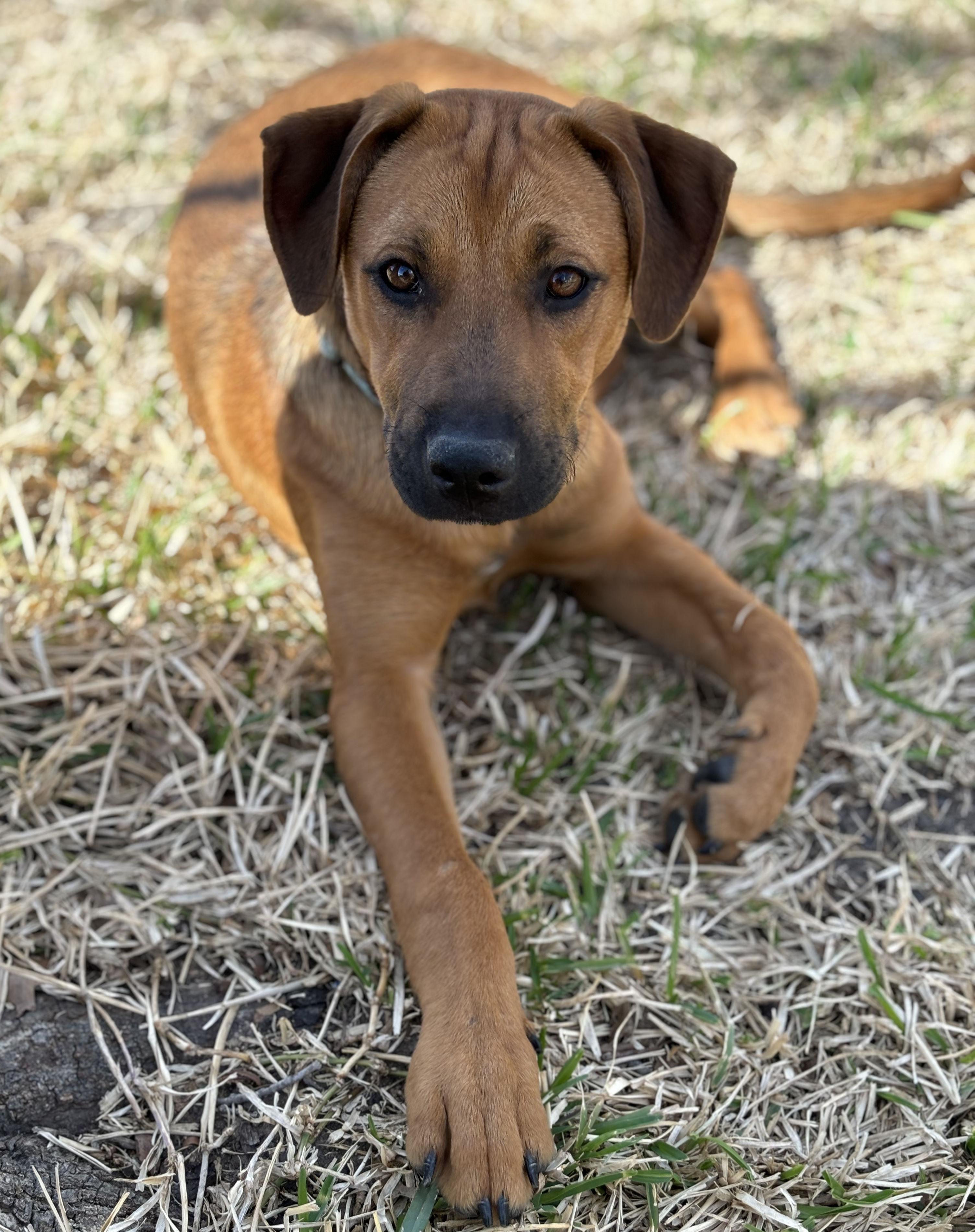 Winnie Mae, Baby Female Hound