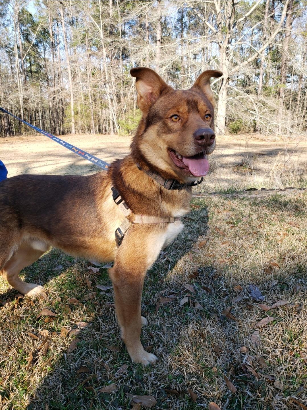 Bear Cuddly Shepherd/Husky Mix in Foster Home Speak to his Foster Mommy
