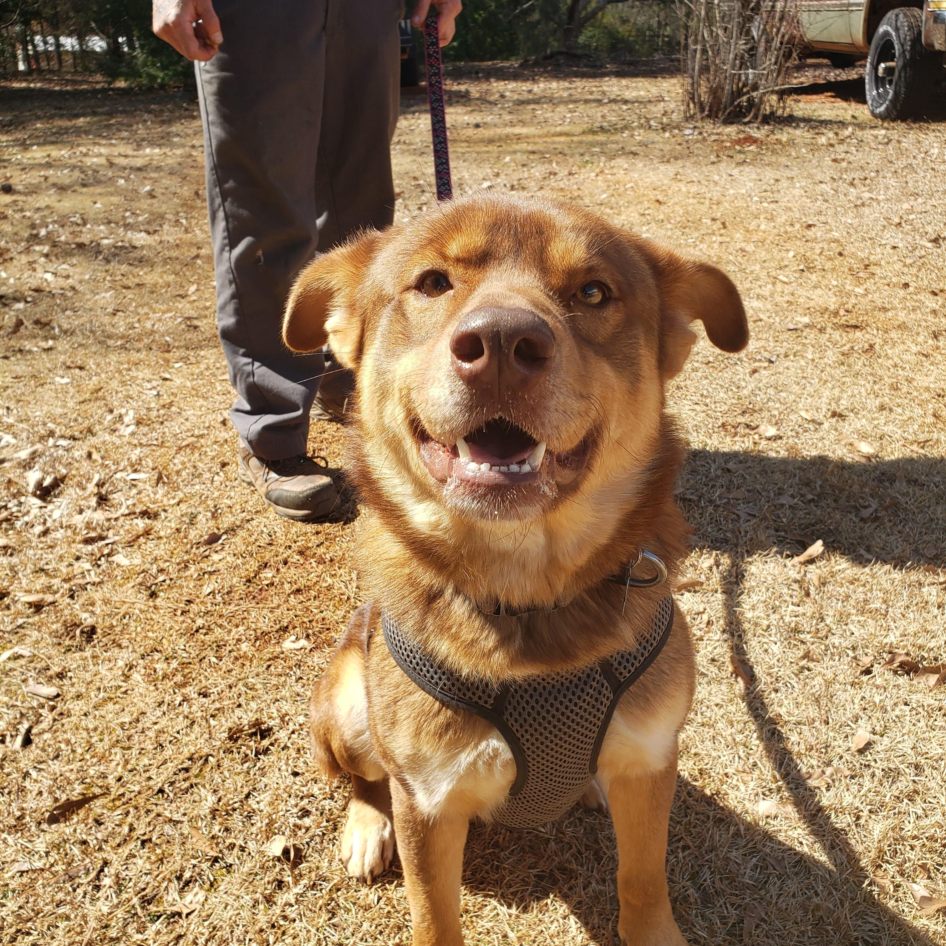 Bear Cuddly Shepherd/Husky Mix in Foster Home Speak to his Foster Mommy