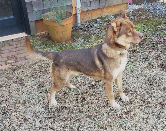 Bear Cuddly Shepherd/Husky Mix in Foster Home Speak to his Foster Mommy