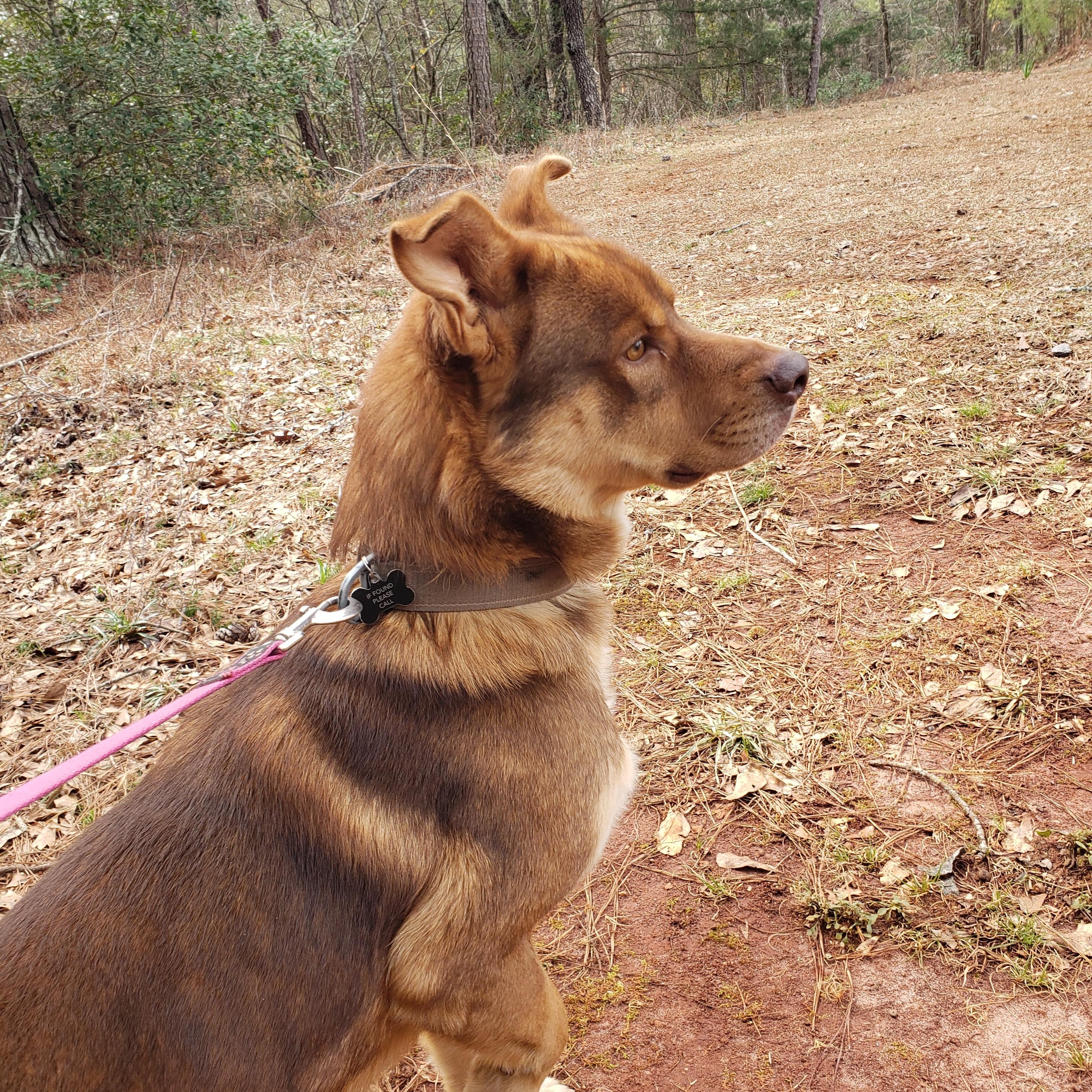Bear Cuddly Shepherd/Husky Mix in Foster Home Speak to his Foster Mommy