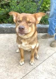 Bear Cuddly Shepherd/Husky Mix in Foster Home Speak to his Foster Mommy