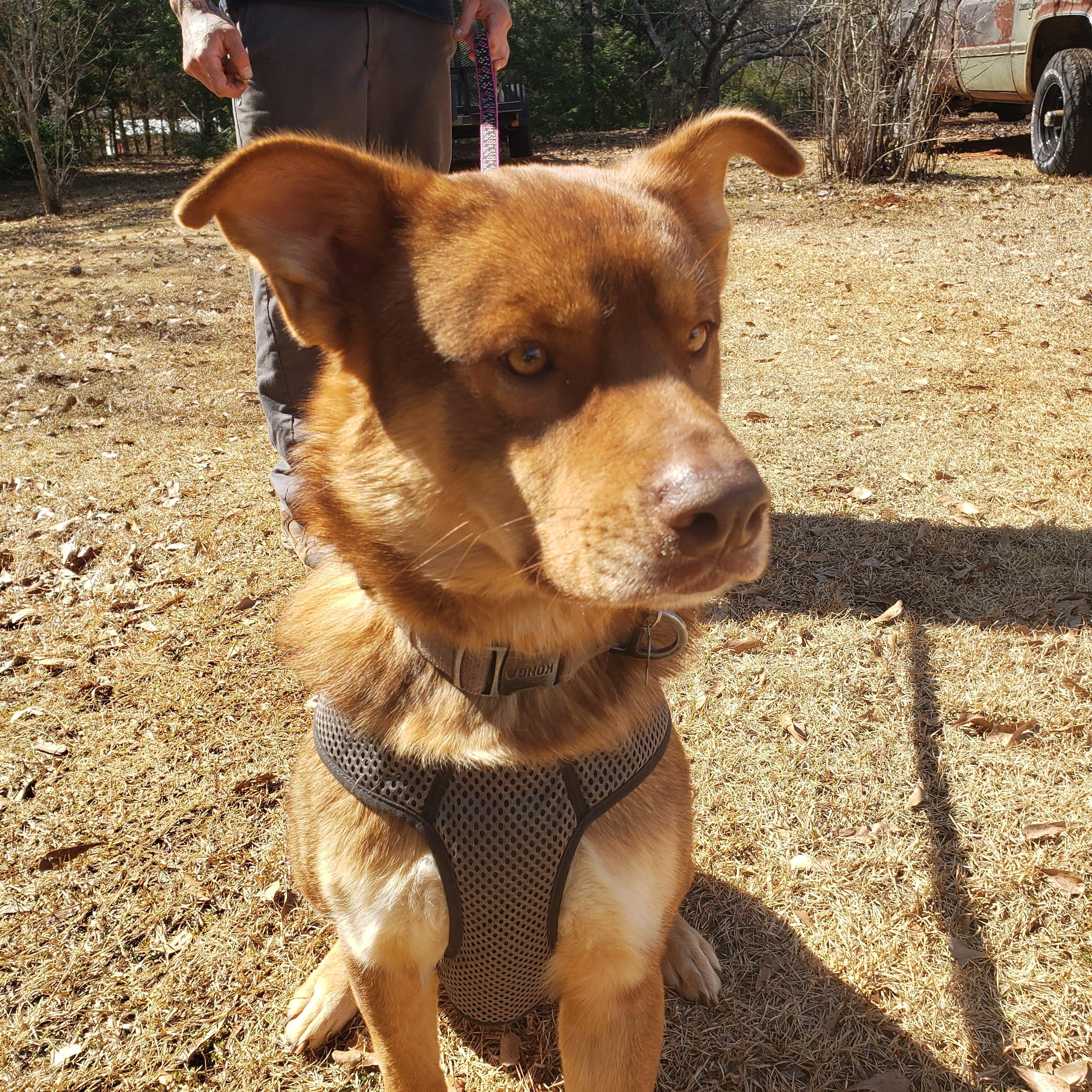 Bear Cuddly Shepherd/Husky Mix in Foster Home Speak to his Foster Mommy
