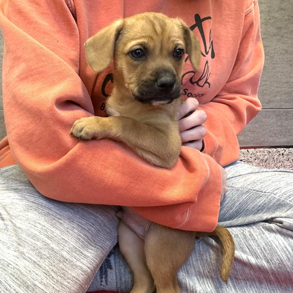 Enlarge Button, a Adoptable Mixed Breed in Nashville, IN image 2/6
