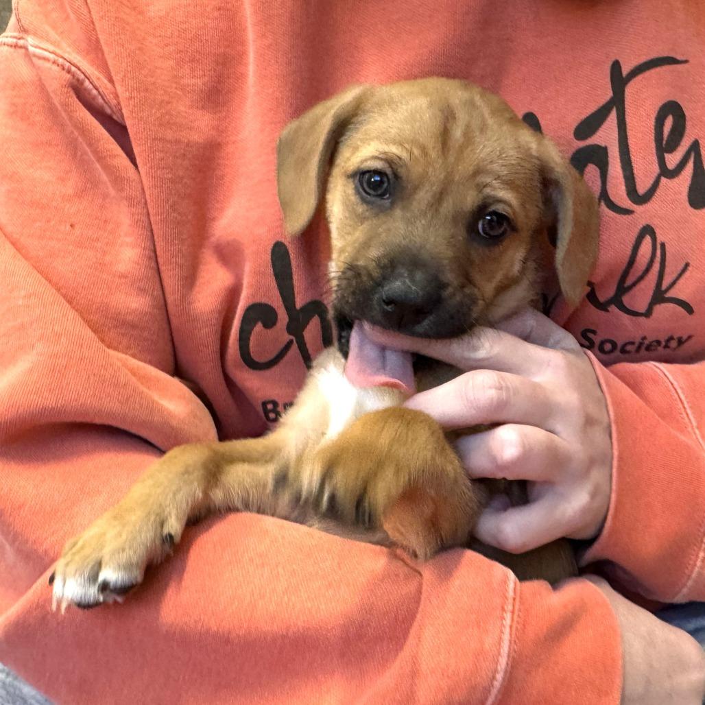 Enlarge Button, a Adoptable Mixed Breed in Nashville, IN image 3/6