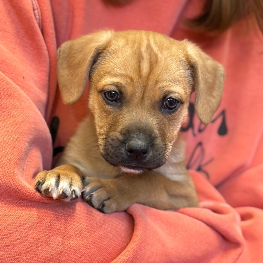 Enlarge Button, a Adoptable Mixed Breed in Nashville, IN image 4/6
