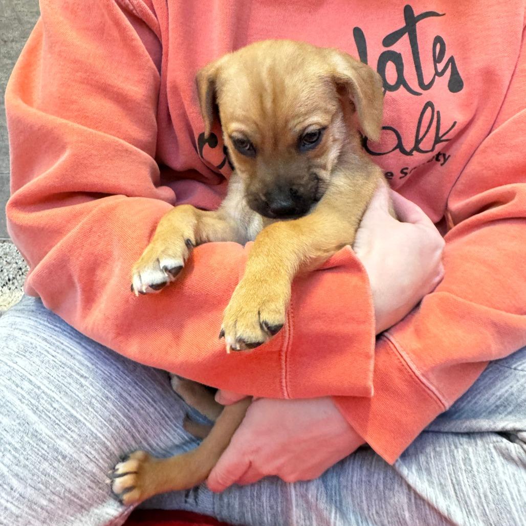 Enlarge Button, a Adoptable Mixed Breed in Nashville, IN image 5/6