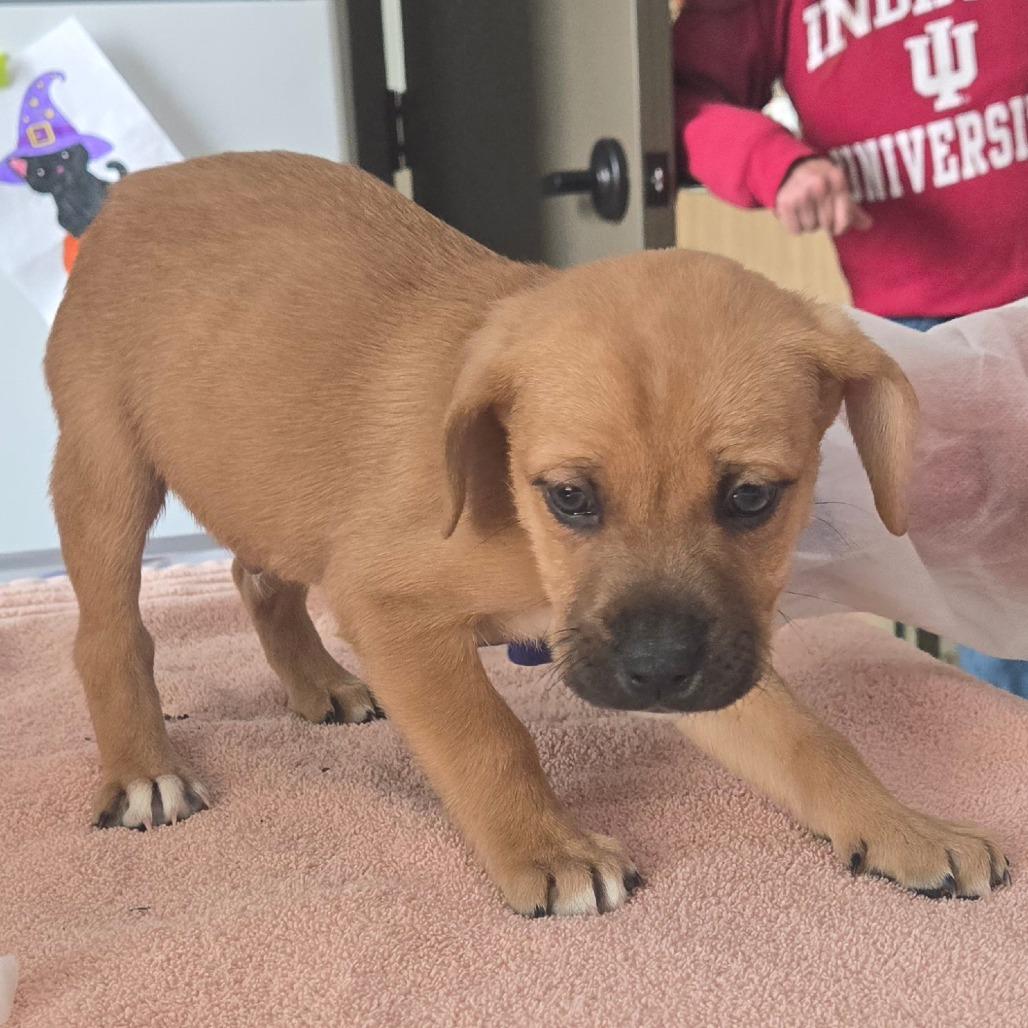Enlarge Button, a Adoptable Mixed Breed in Nashville, IN image 6/6