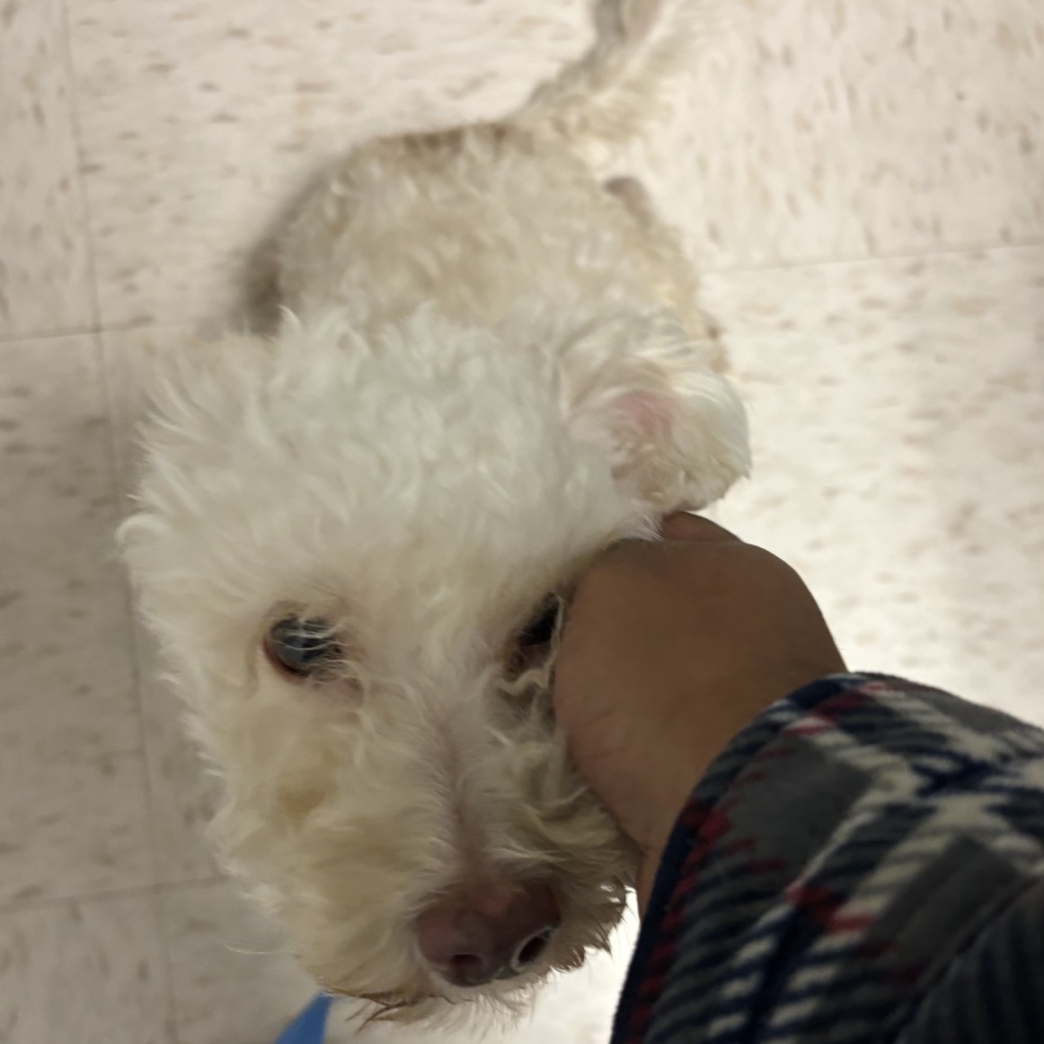 Dog for adoption Candy, a Miniature Poodle Mix in Duluth, GA Petfinder