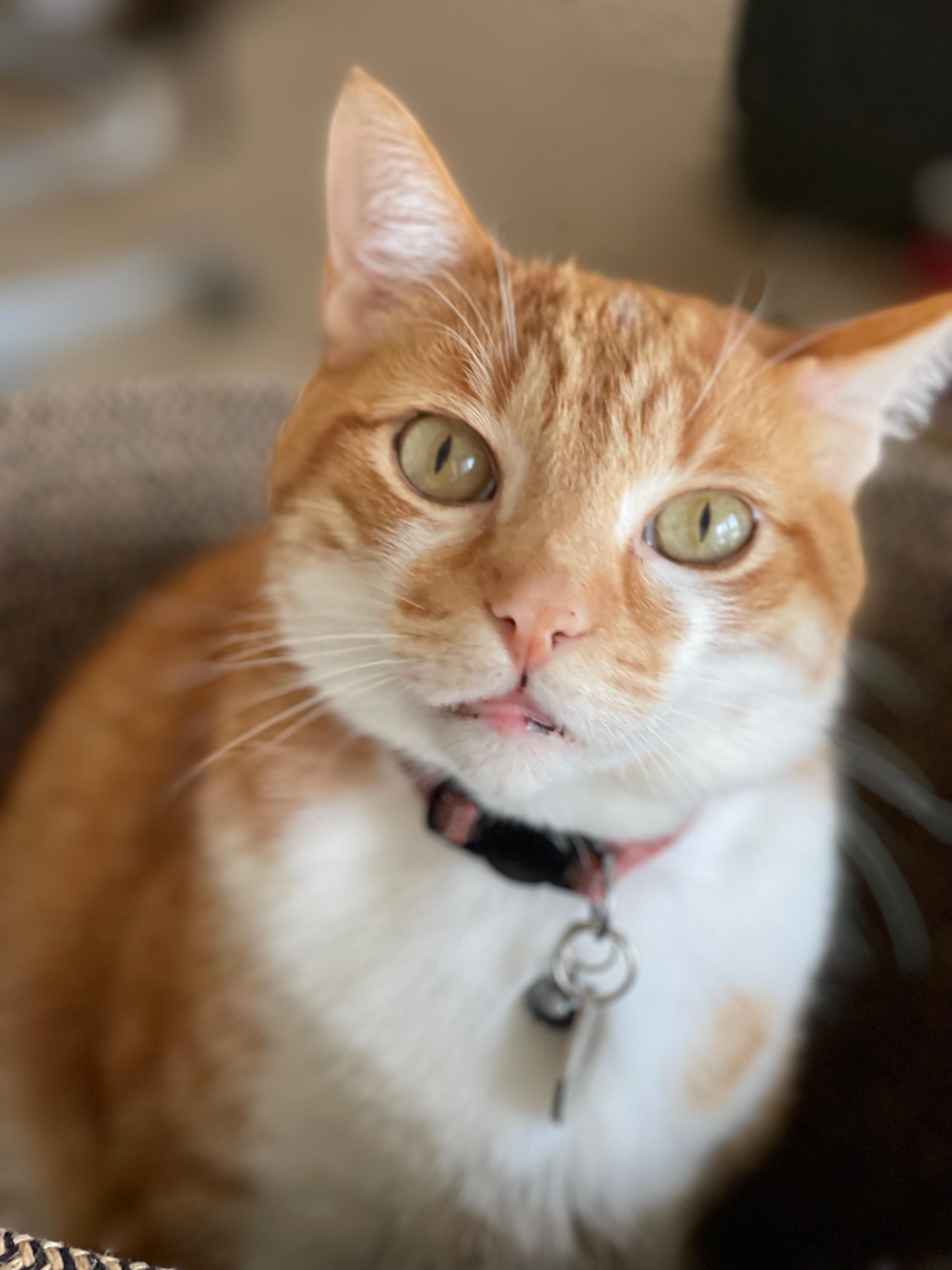 Enlarge Friendly FRANKIE!, a Adoptable Domestic Short Hair in Monrovia, CA image 4/11