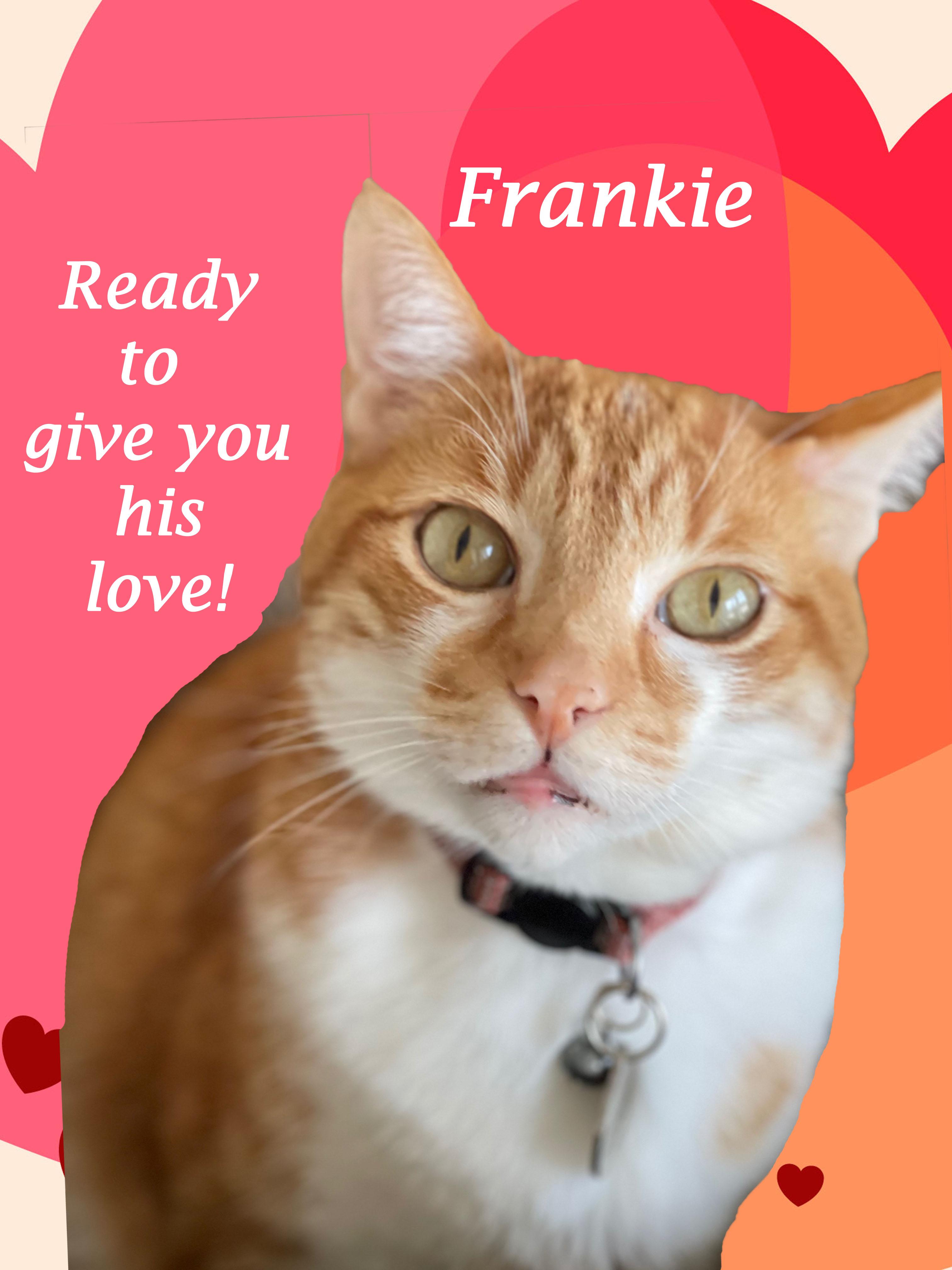 Enlarge Friendly FRANKIE!, a Adoptable Domestic Short Hair in Monrovia, CA image 8/11
