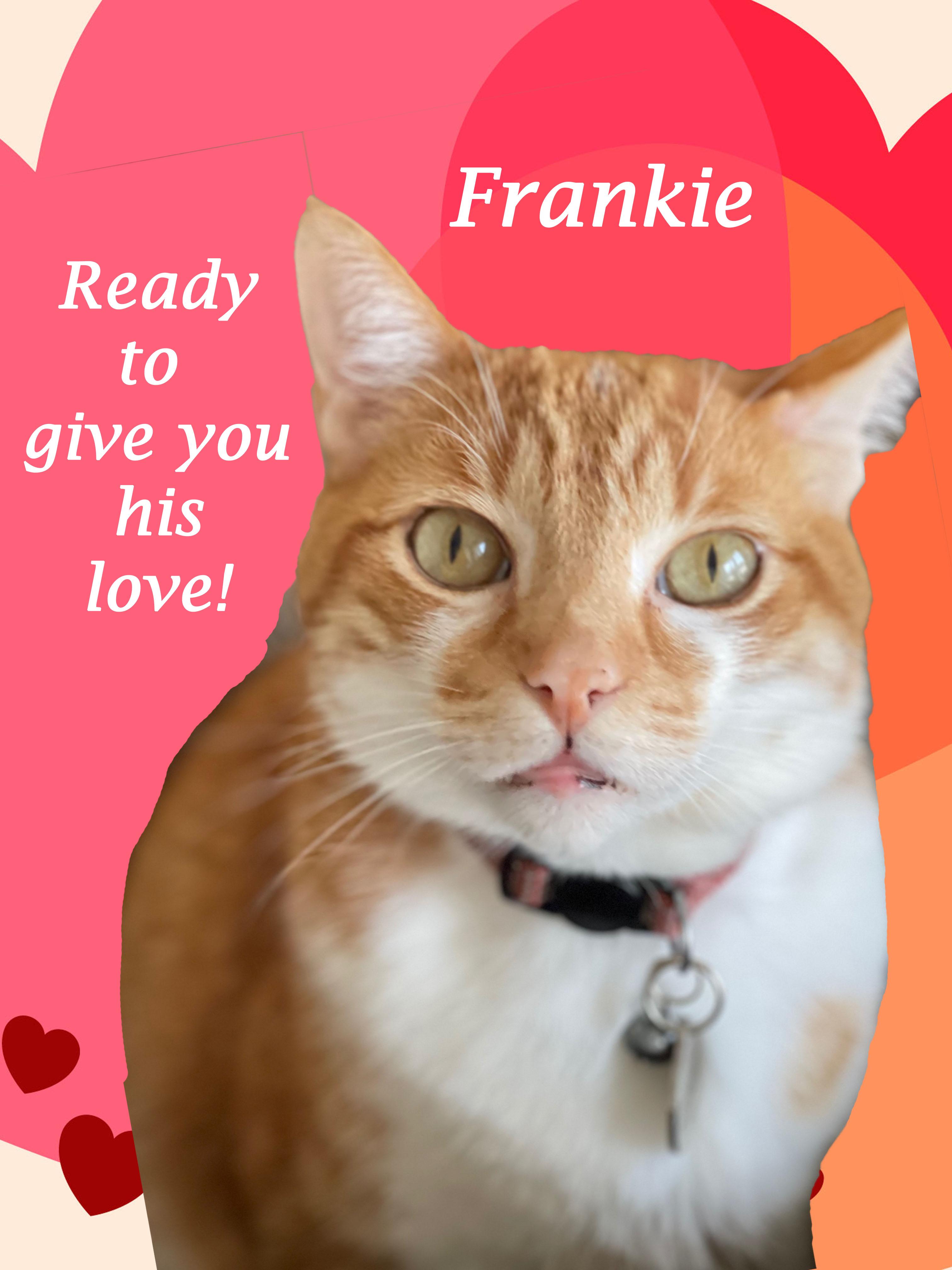 Enlarge Friendly FRANKIE!, a Adoptable Domestic Short Hair in Monrovia, CA image 1/11