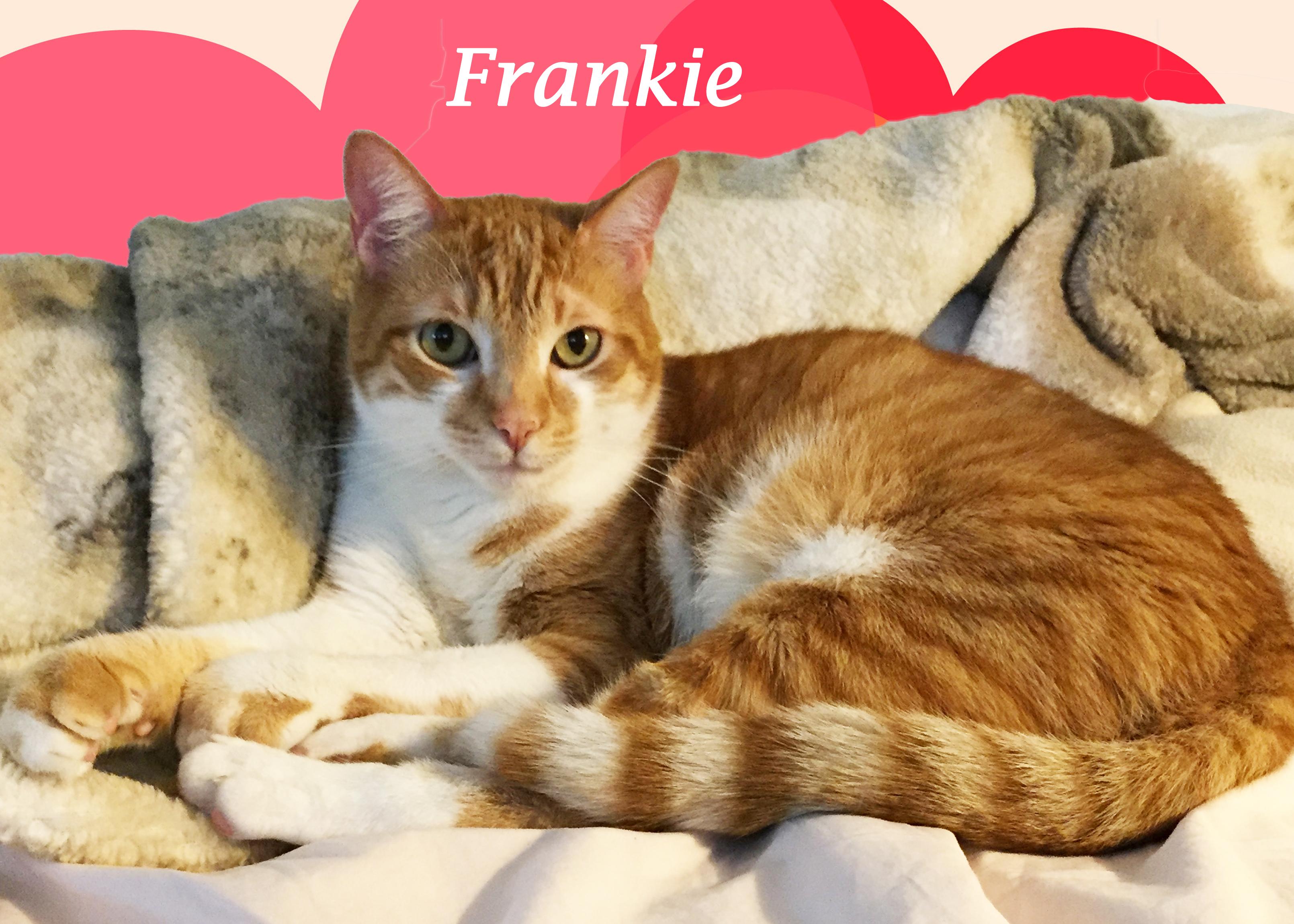 Friendly FRANKIE!, Adoptable, Adult Male Domestic Short Hair.