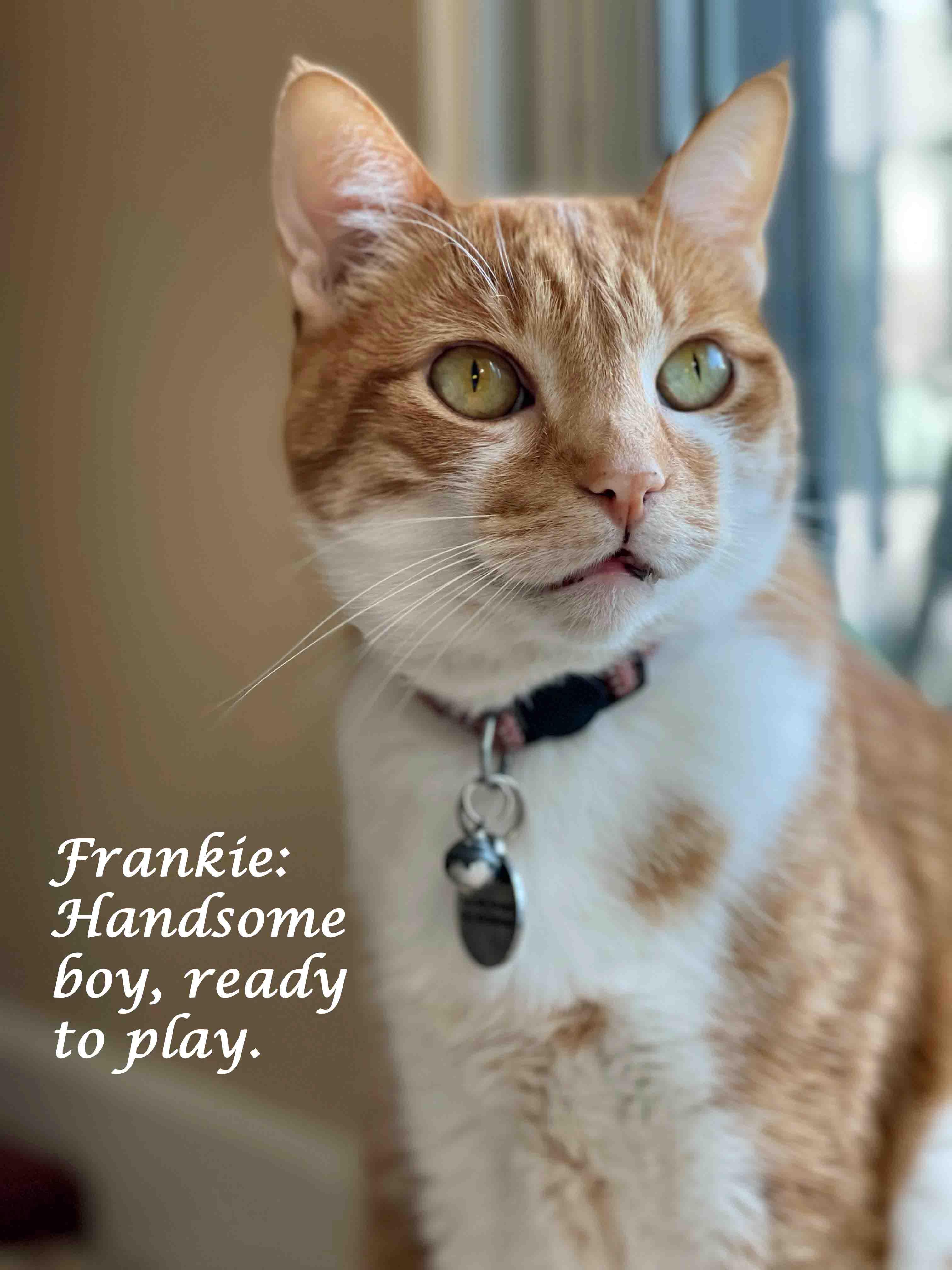 Enlarge Friendly FRANKIE!, a Adoptable Domestic Short Hair in Monrovia, CA image 7/11