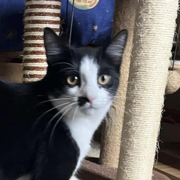 Cookie, a Adoptable Domestic Short Hair in Joliet, IL image 5/6