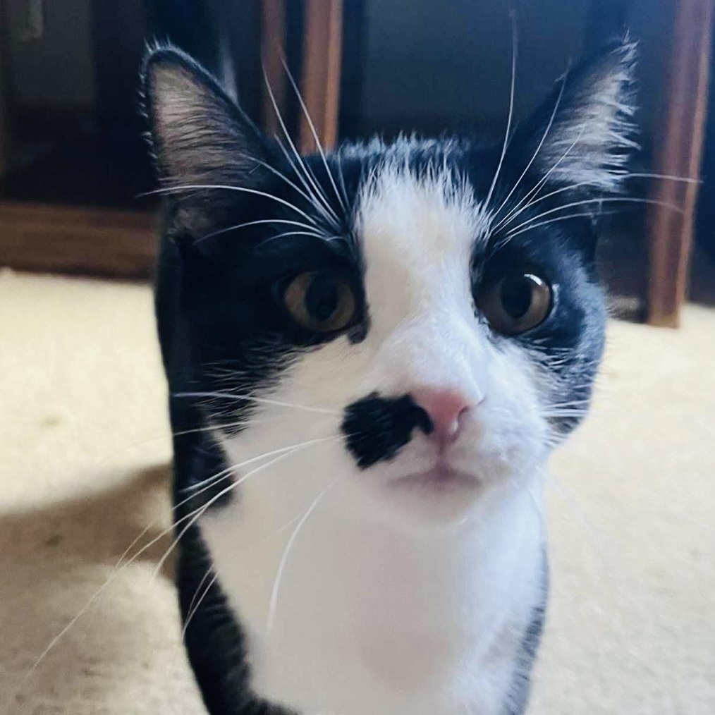 Cookie, a Adoptable Domestic Short Hair in Joliet, IL image 2/6